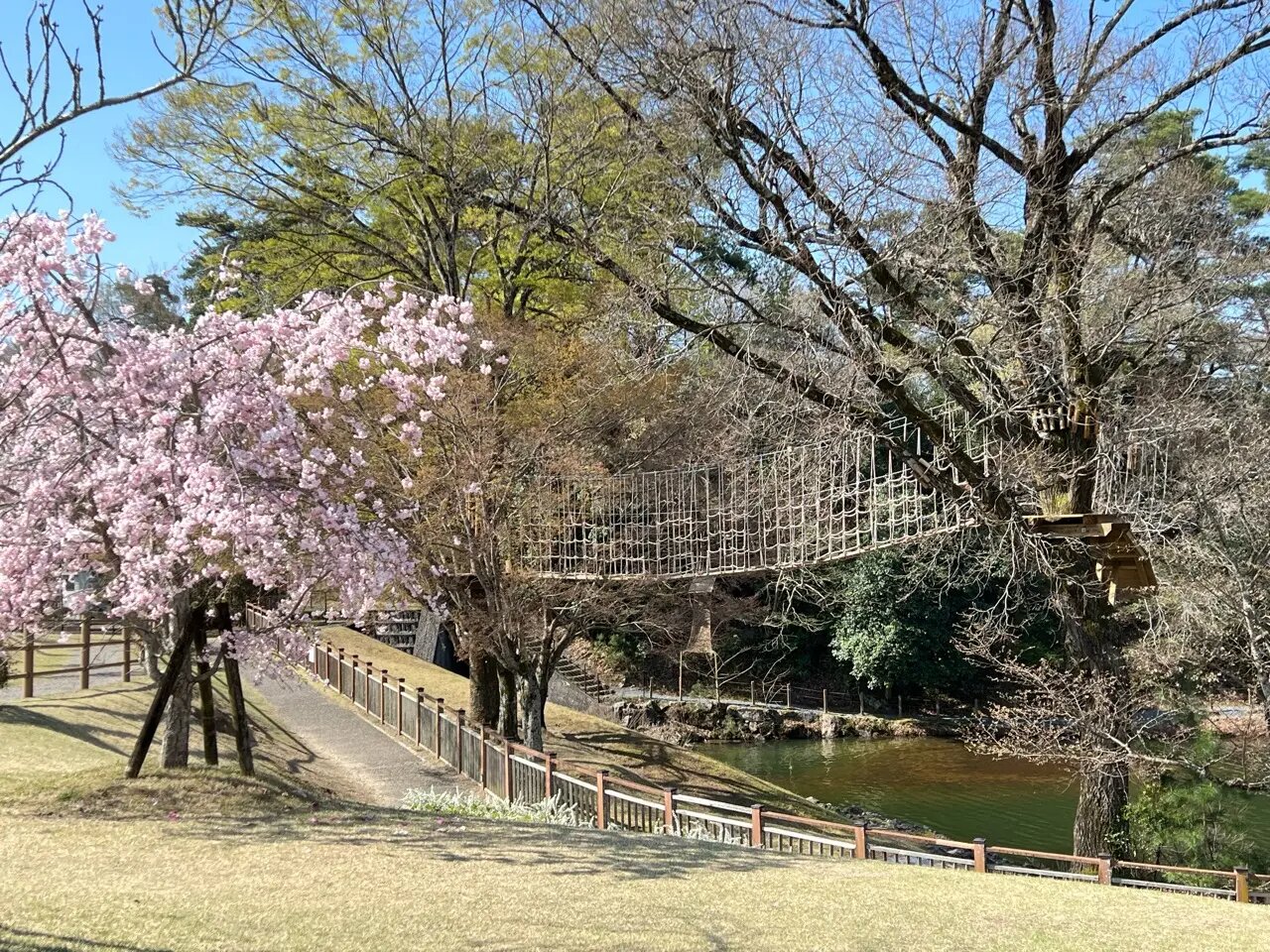 「鞍ケ池公園」の桜