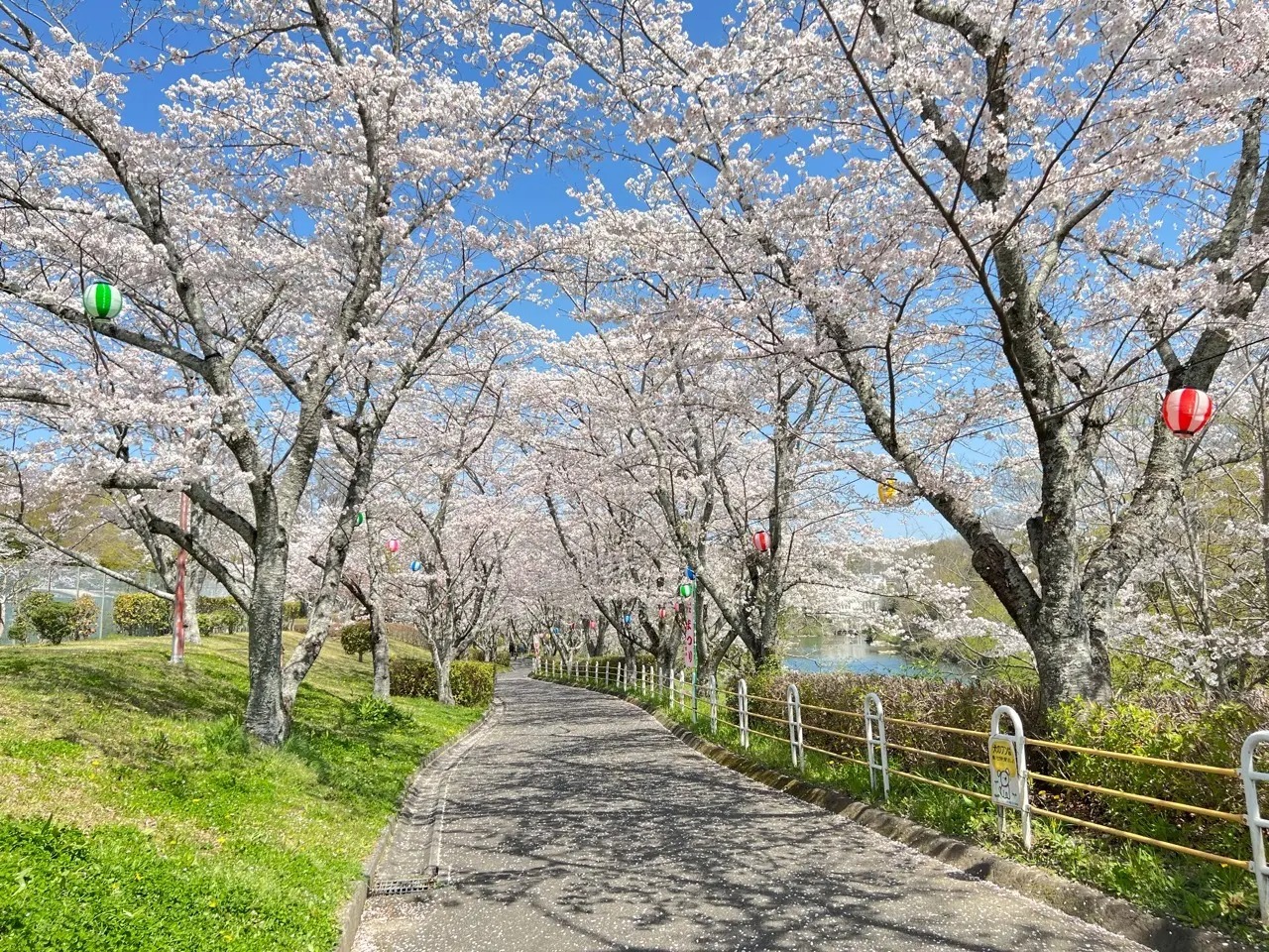 平戸橋桜まつり