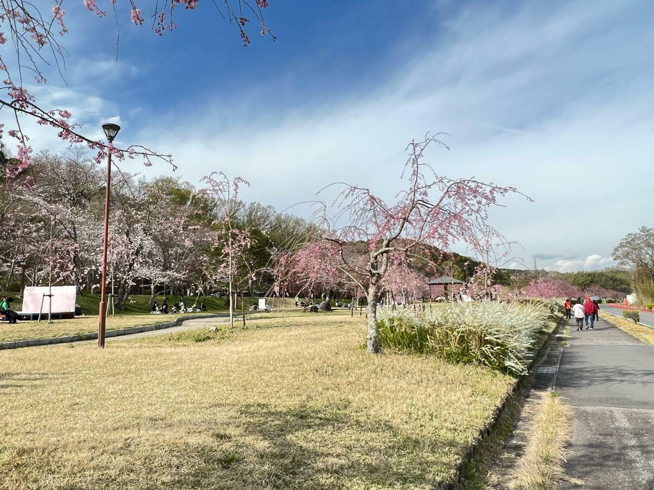 水源公園の桜（2024年4月4日撮影）