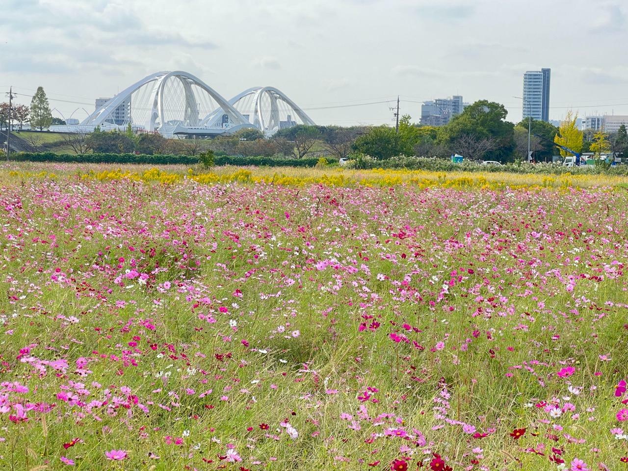 「豊田スタジアム」の北東にあるコスモス畑