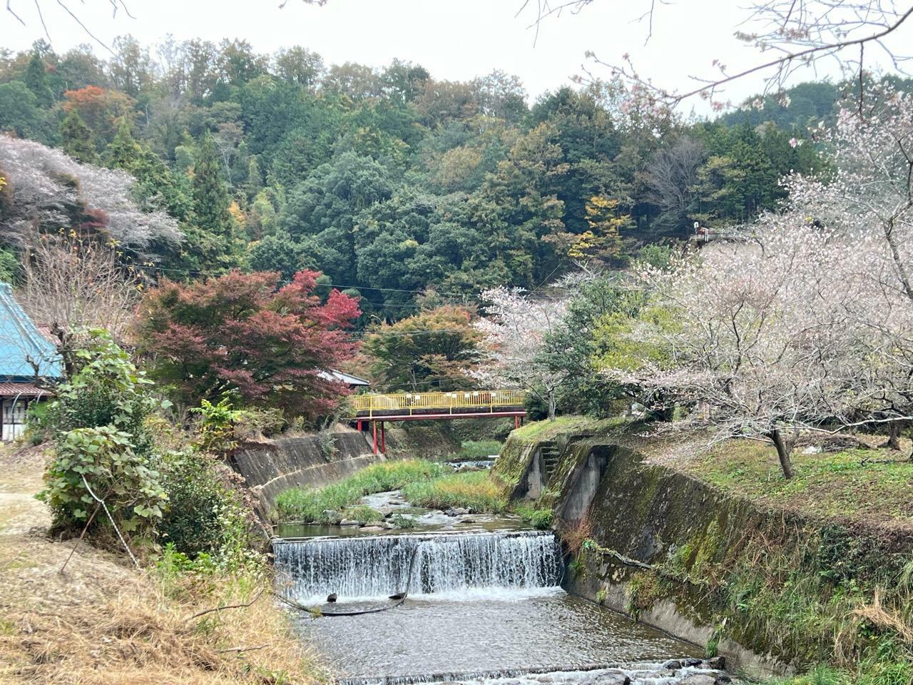 「川見四季桜の里」