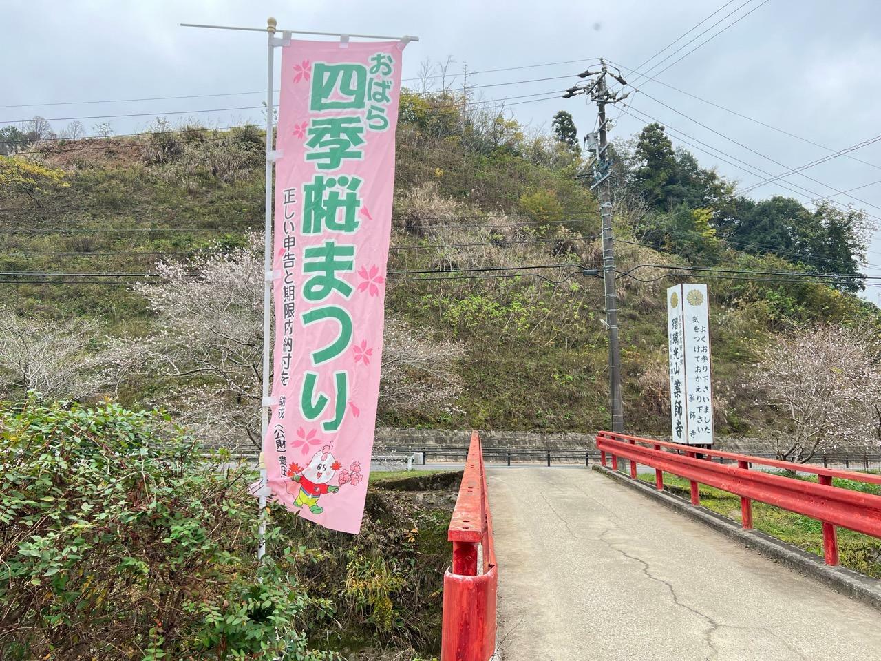 「川見四季桜の里」