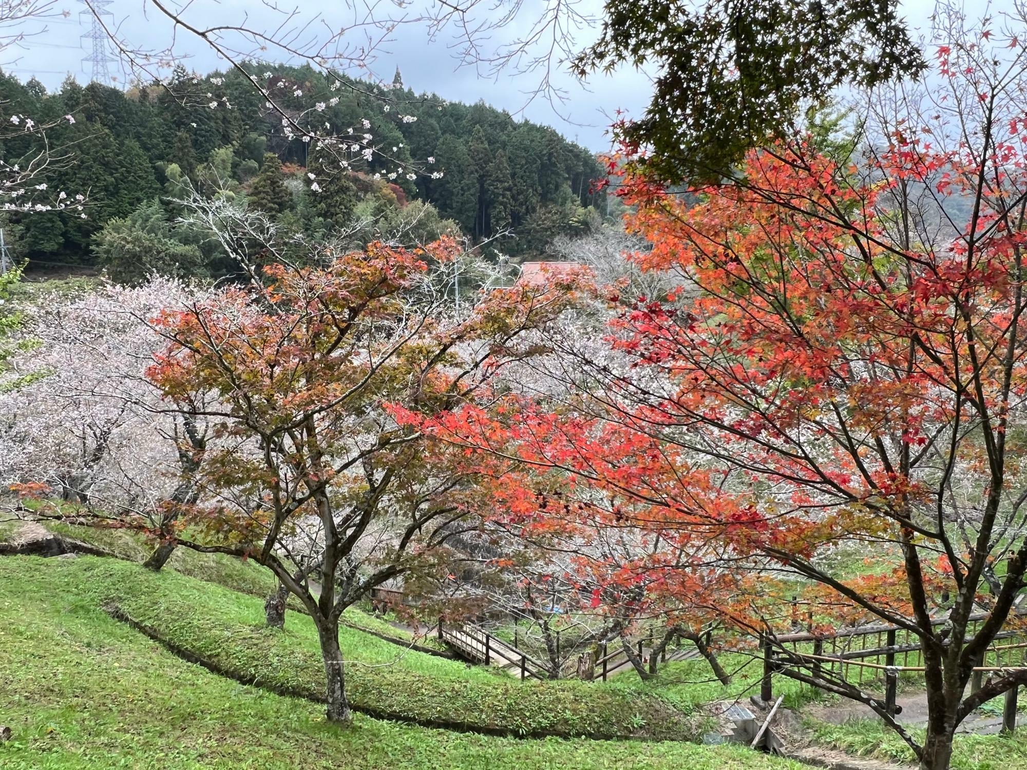 「小原ふれあい公園」