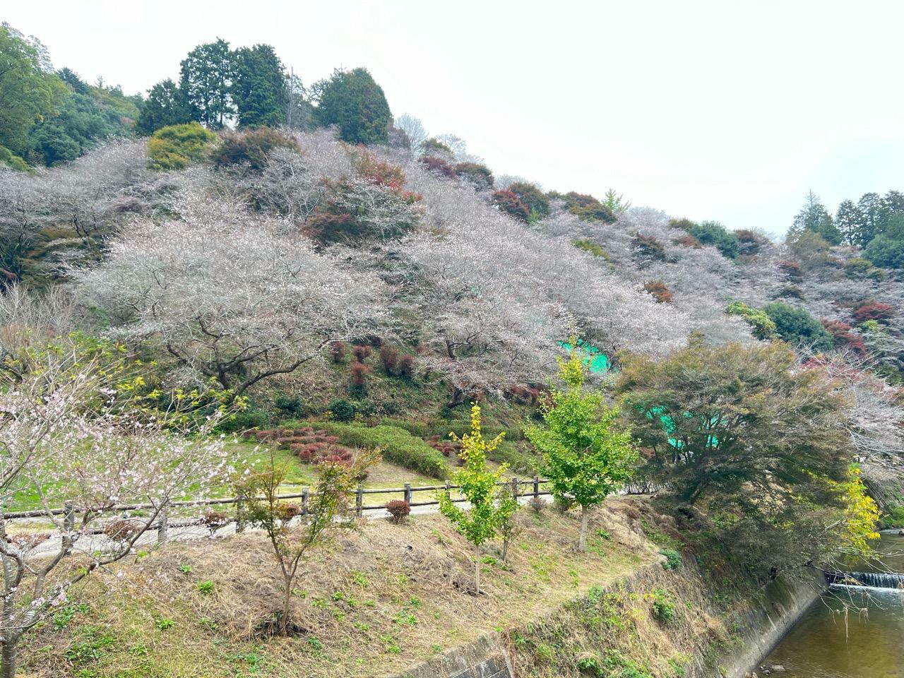 「川見四季桜の里」