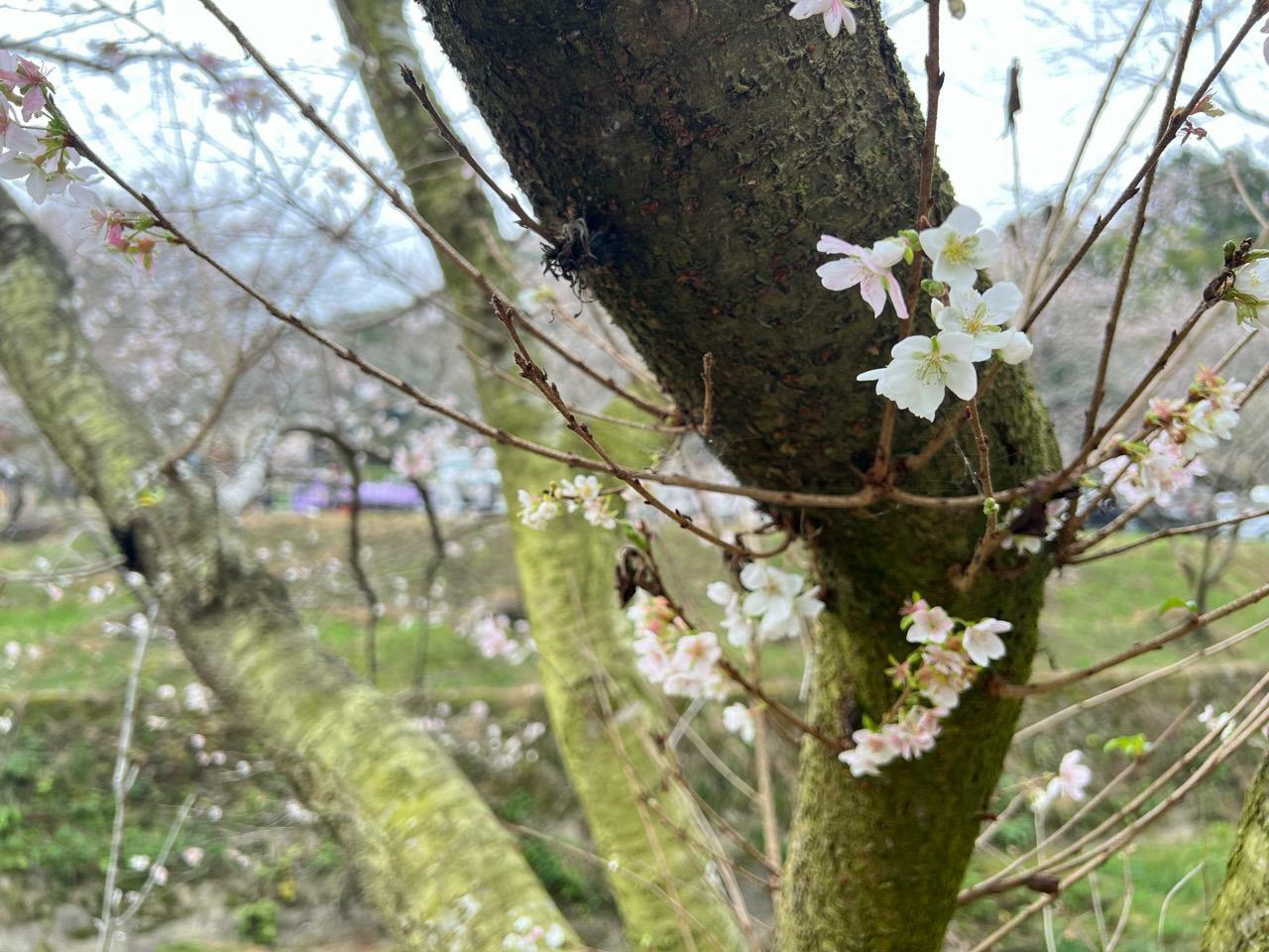 「四季桜」