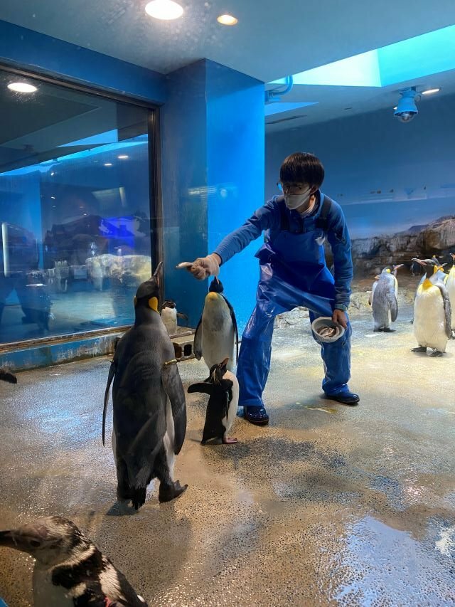 北海道の旭山動物園から3匹のキングペンギンをお迎えしています。