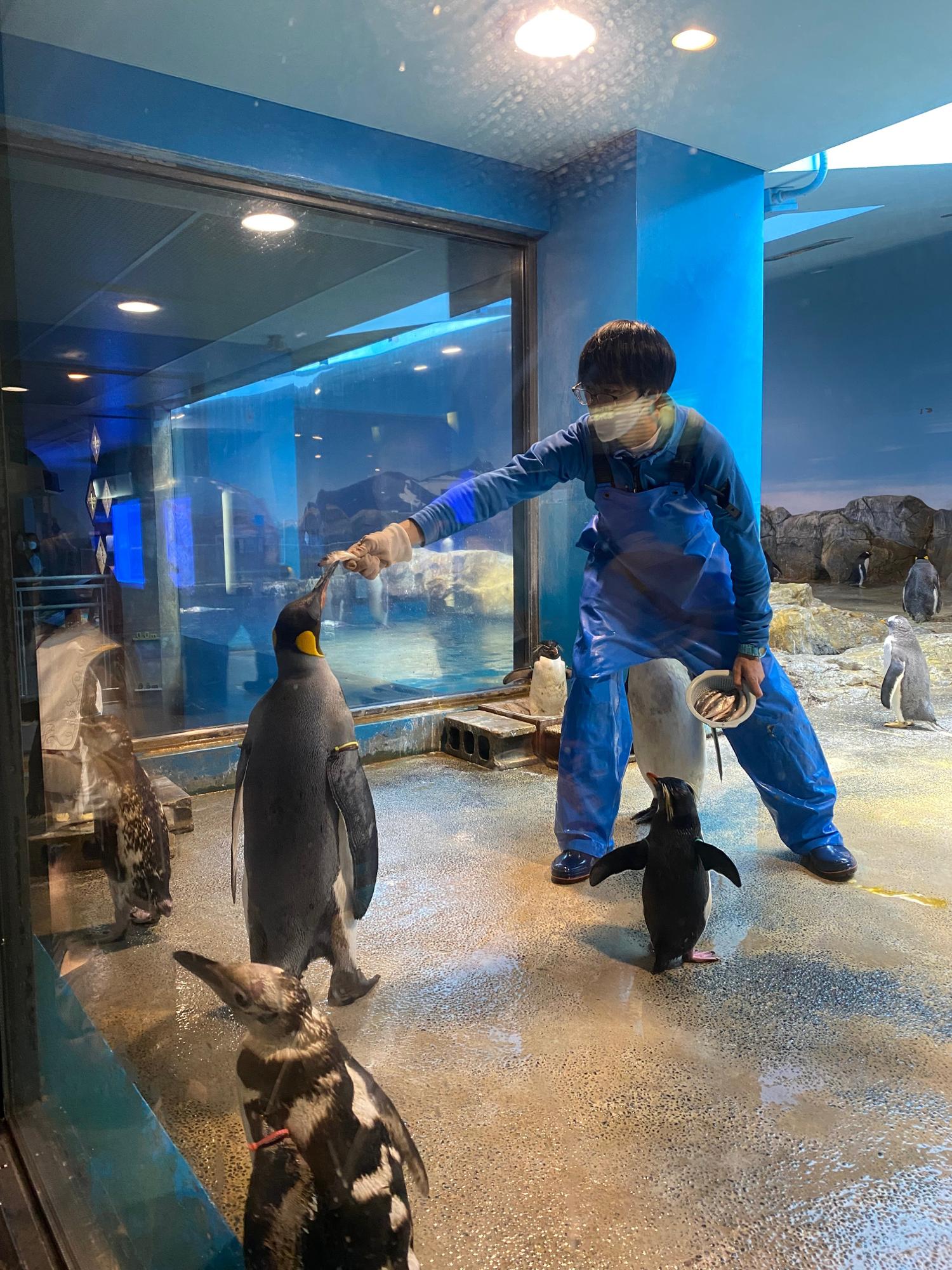 【長崎市】可愛いペンギンを通して長崎の海とふれあえる 長崎ペンギン水族館（あつぱんまん） - エキスパート - Yahoo!ニュース