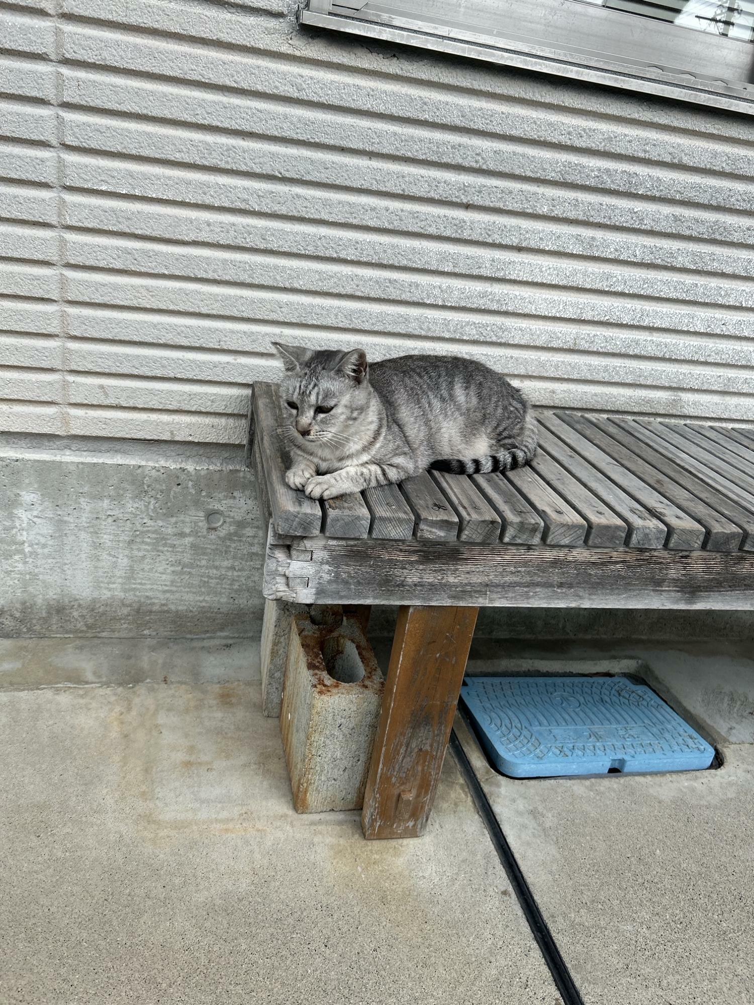 バス停の看板猫ちゃん