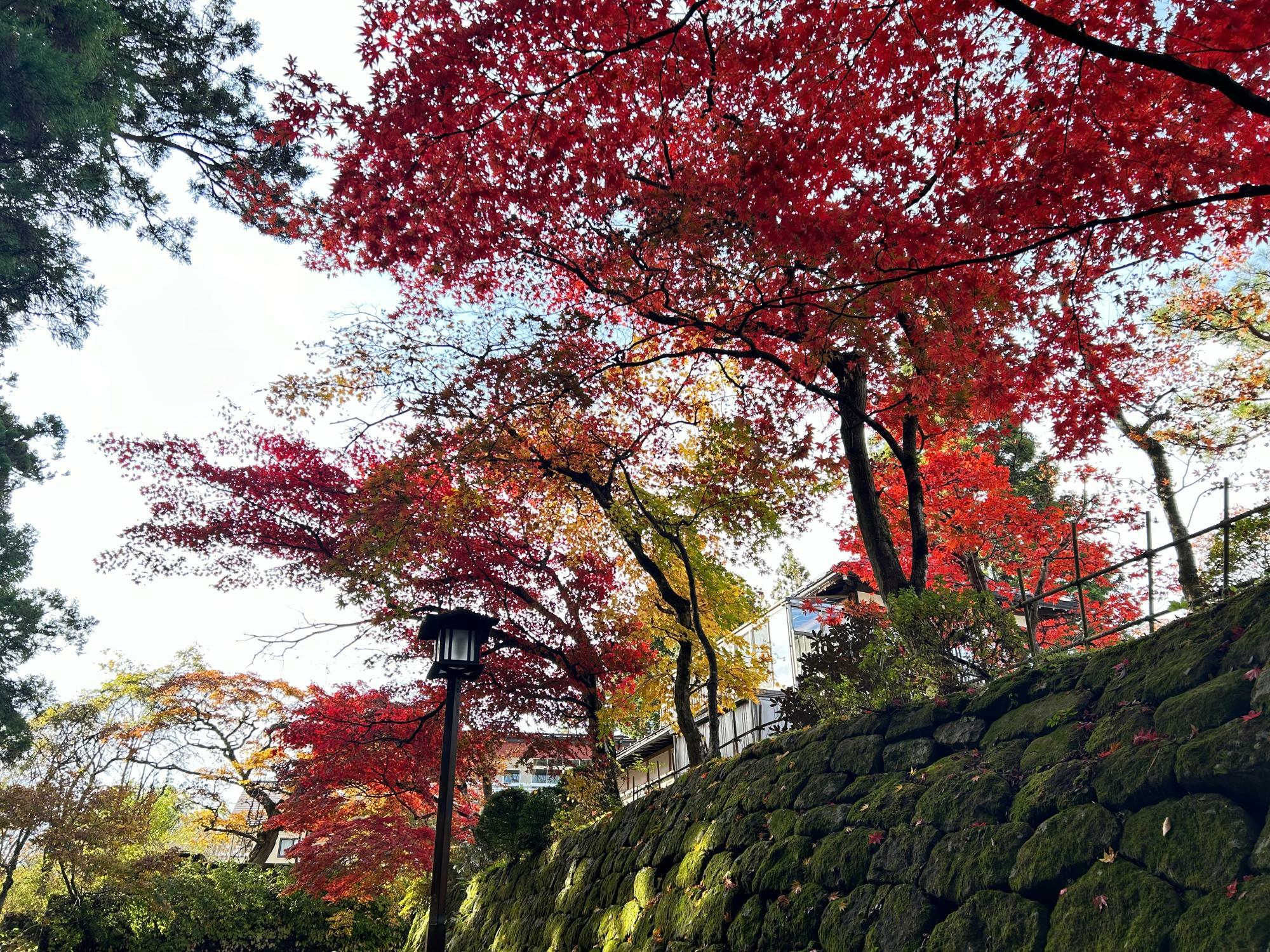 坂道で見られる紅葉　11/17時点