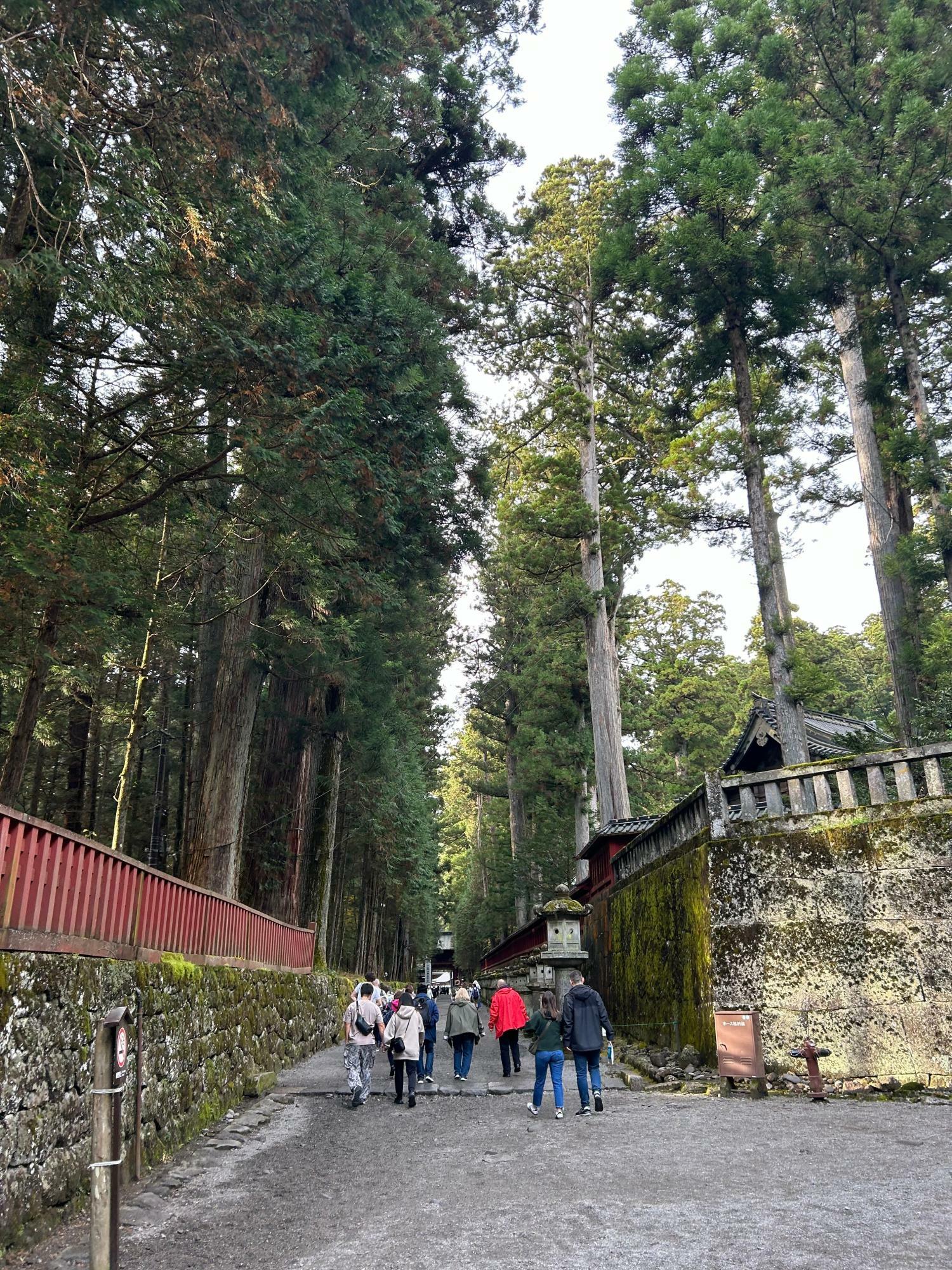 上神道を通ります。杉並木で神聖な空気感……