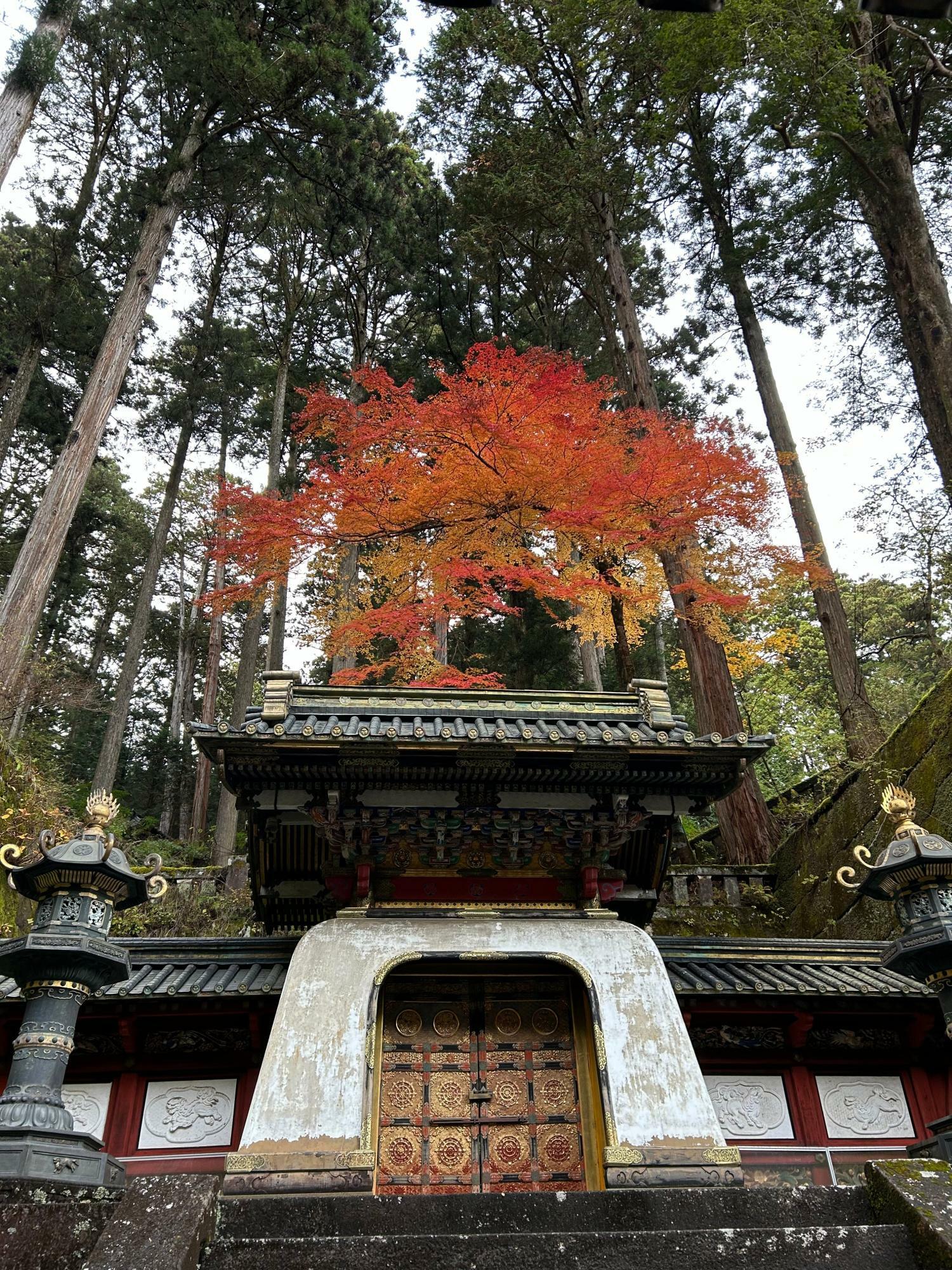 皇嘉門(こうかもん)と紅葉。この先に家光公の墓所があるそうです