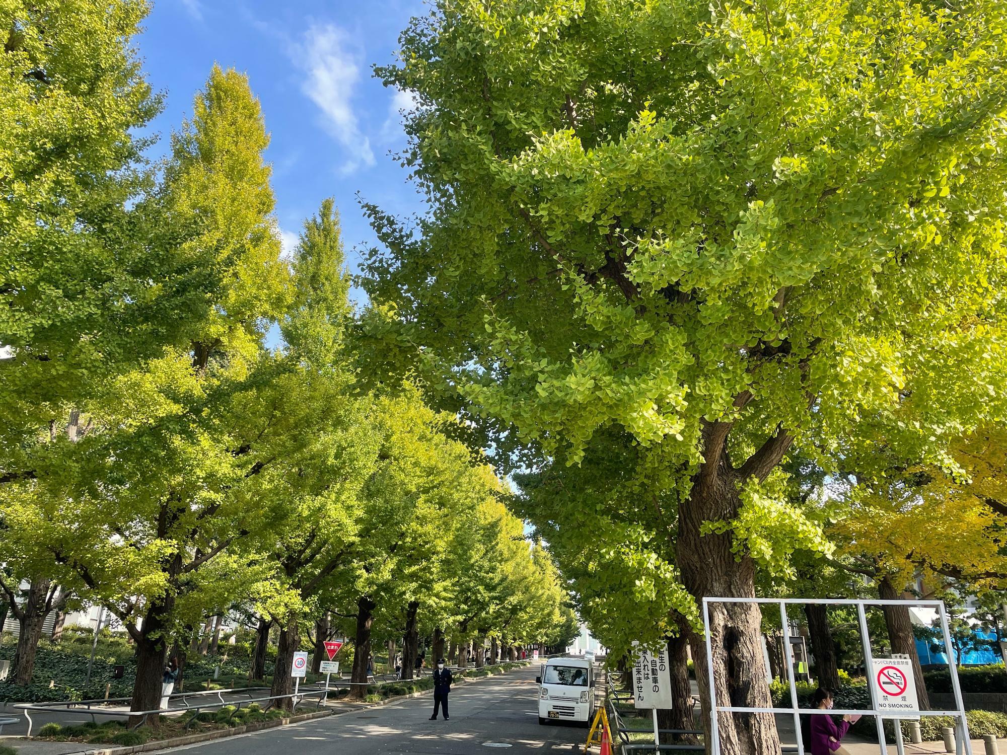 2021年11月1日撮影の慶応大学日吉キャンパスのイチョウ並木