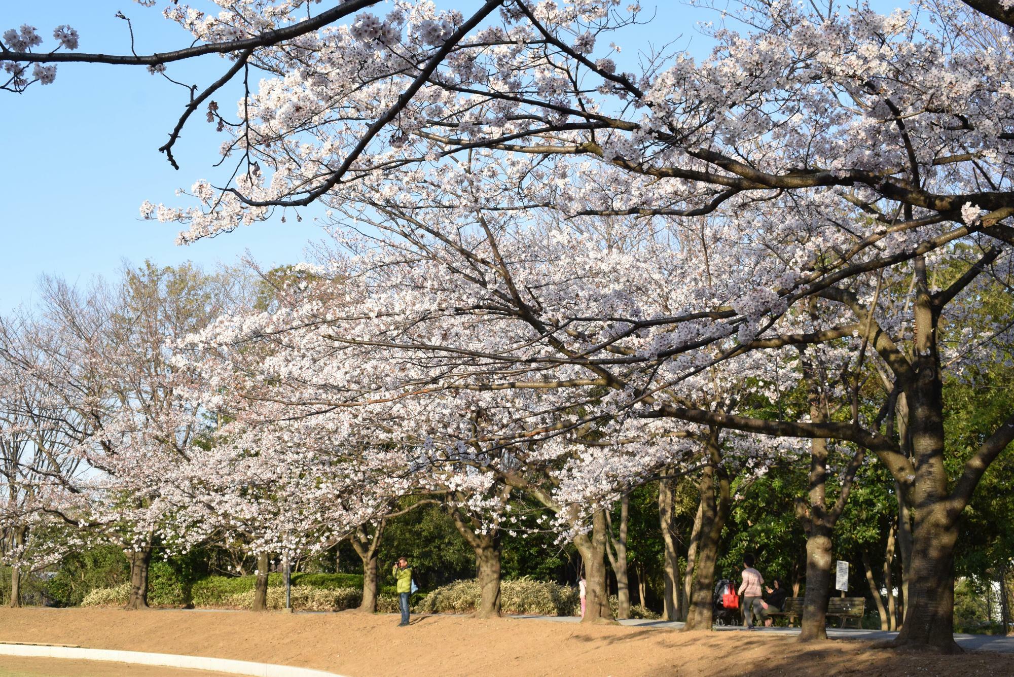 2020年に撮影した山崎公園の桜