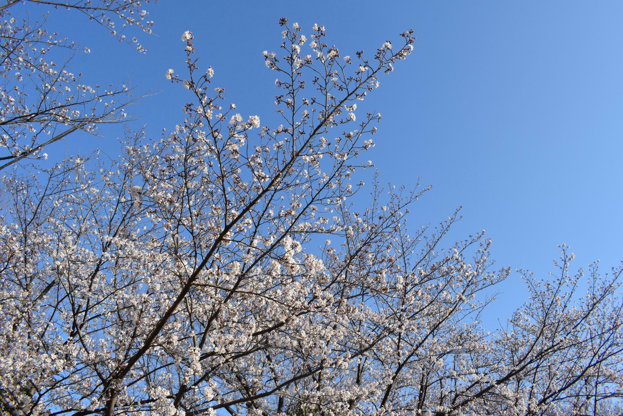 2020年に撮影した山崎公園の桜