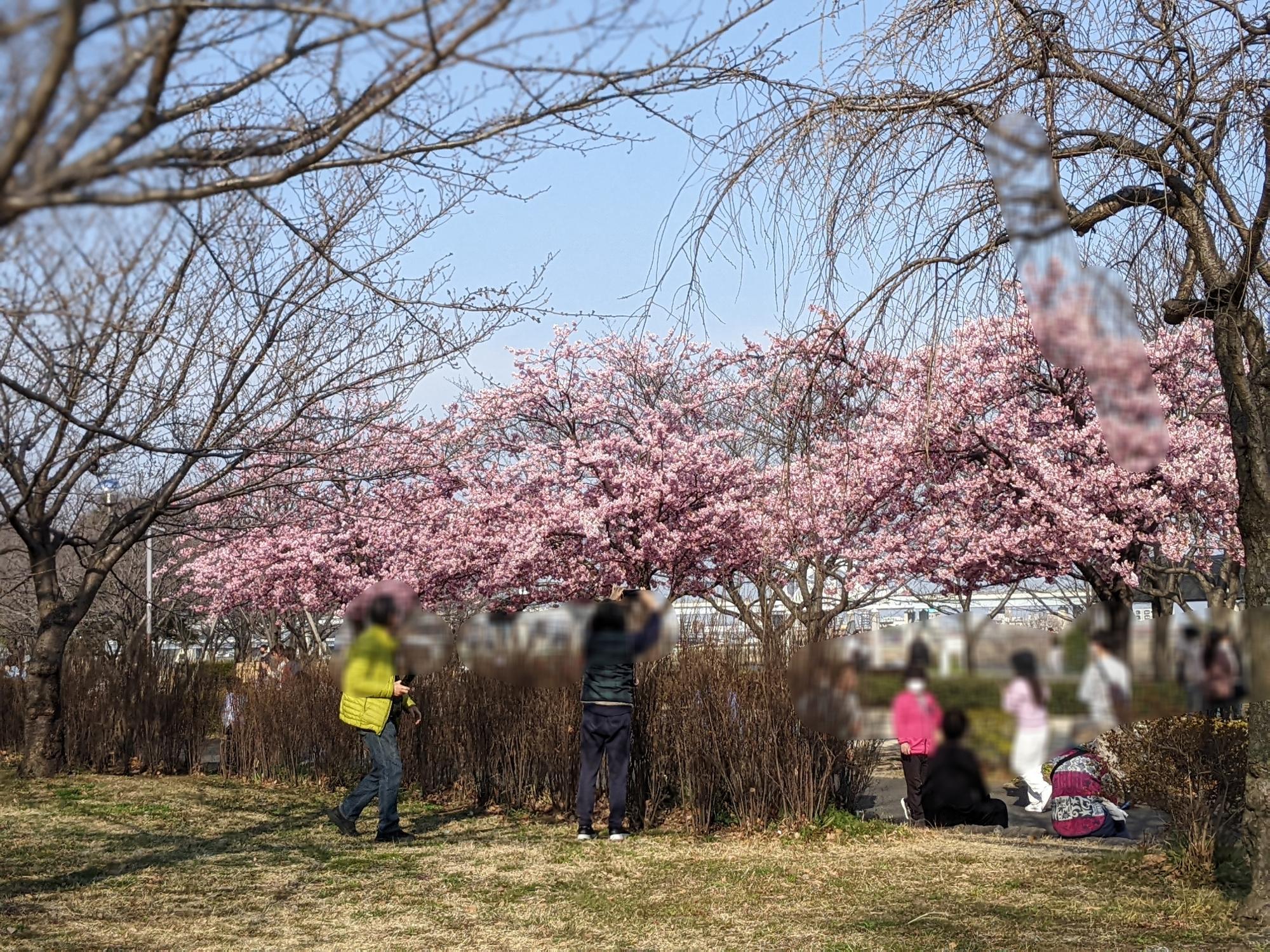 小松川千本桜　河津桜