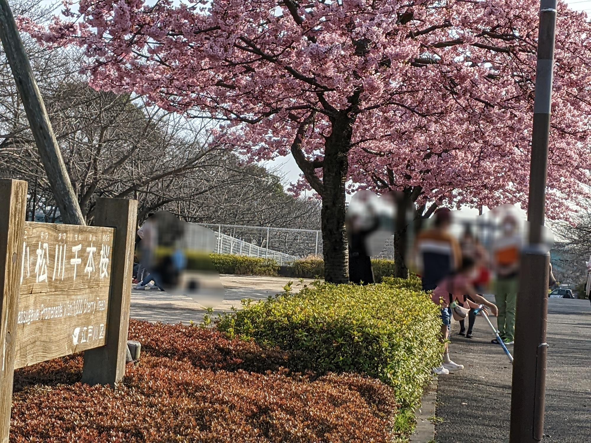 小松川千本桜の河津桜