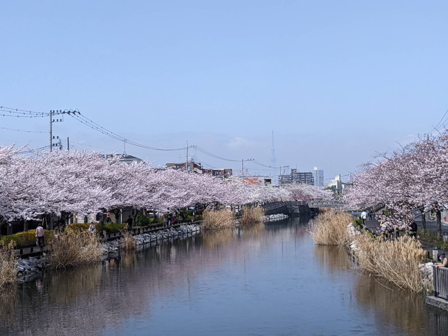 新川千本桜