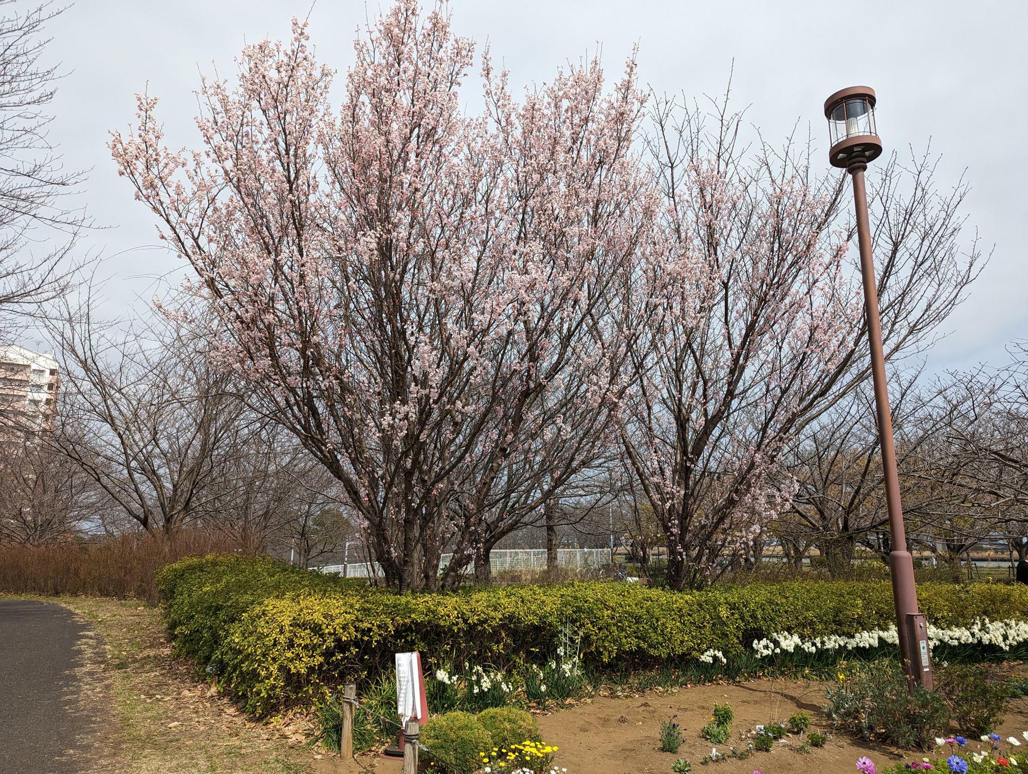 一部開花してました。