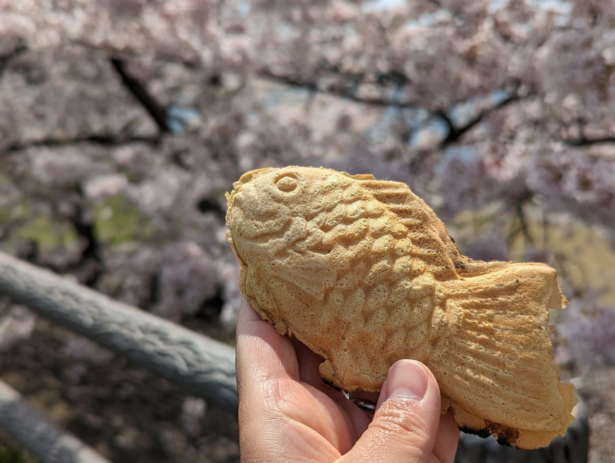 満開の桜さく、新川の土手でいただきました。