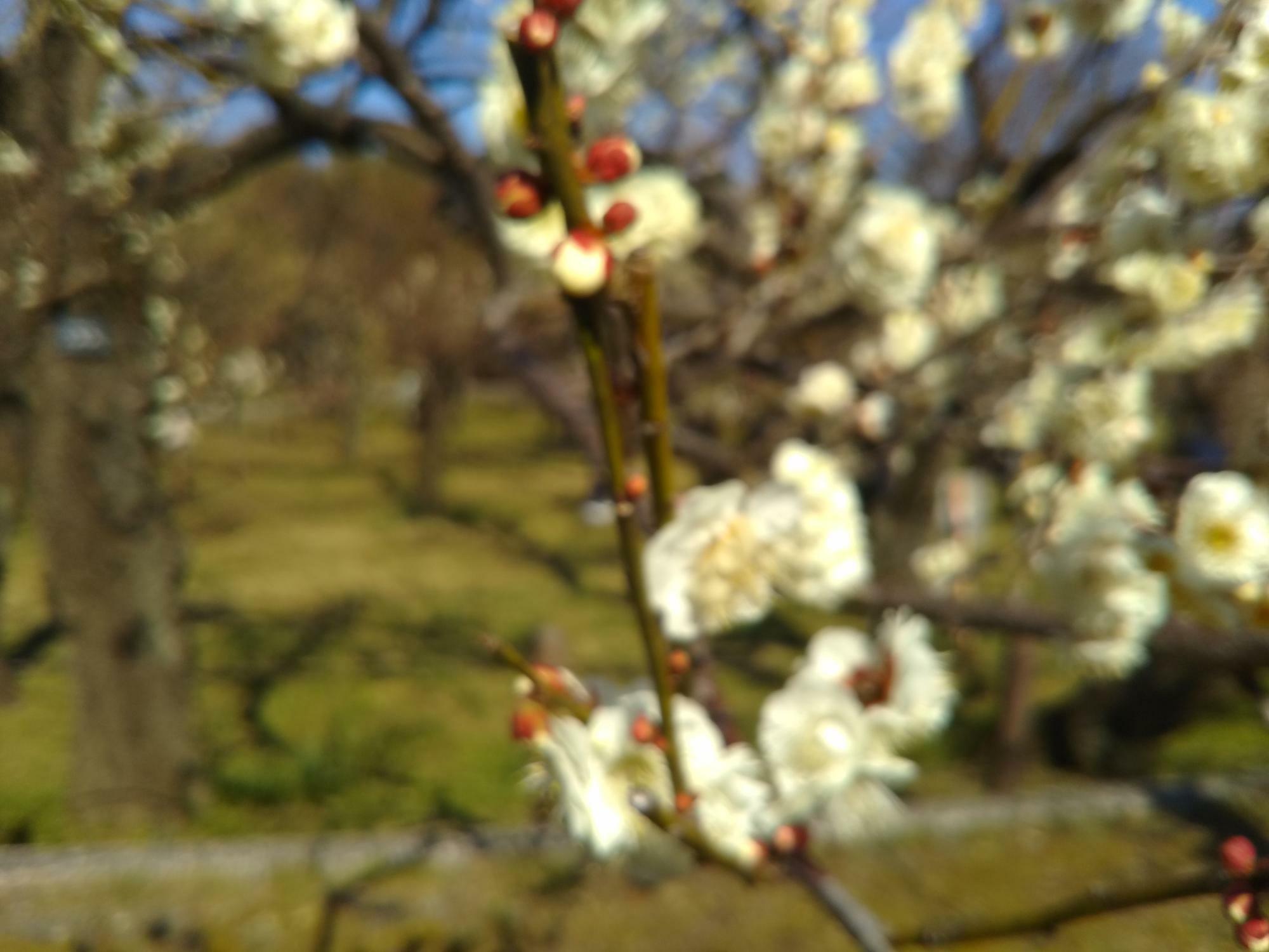 梅の花ほころぶころ合格発表