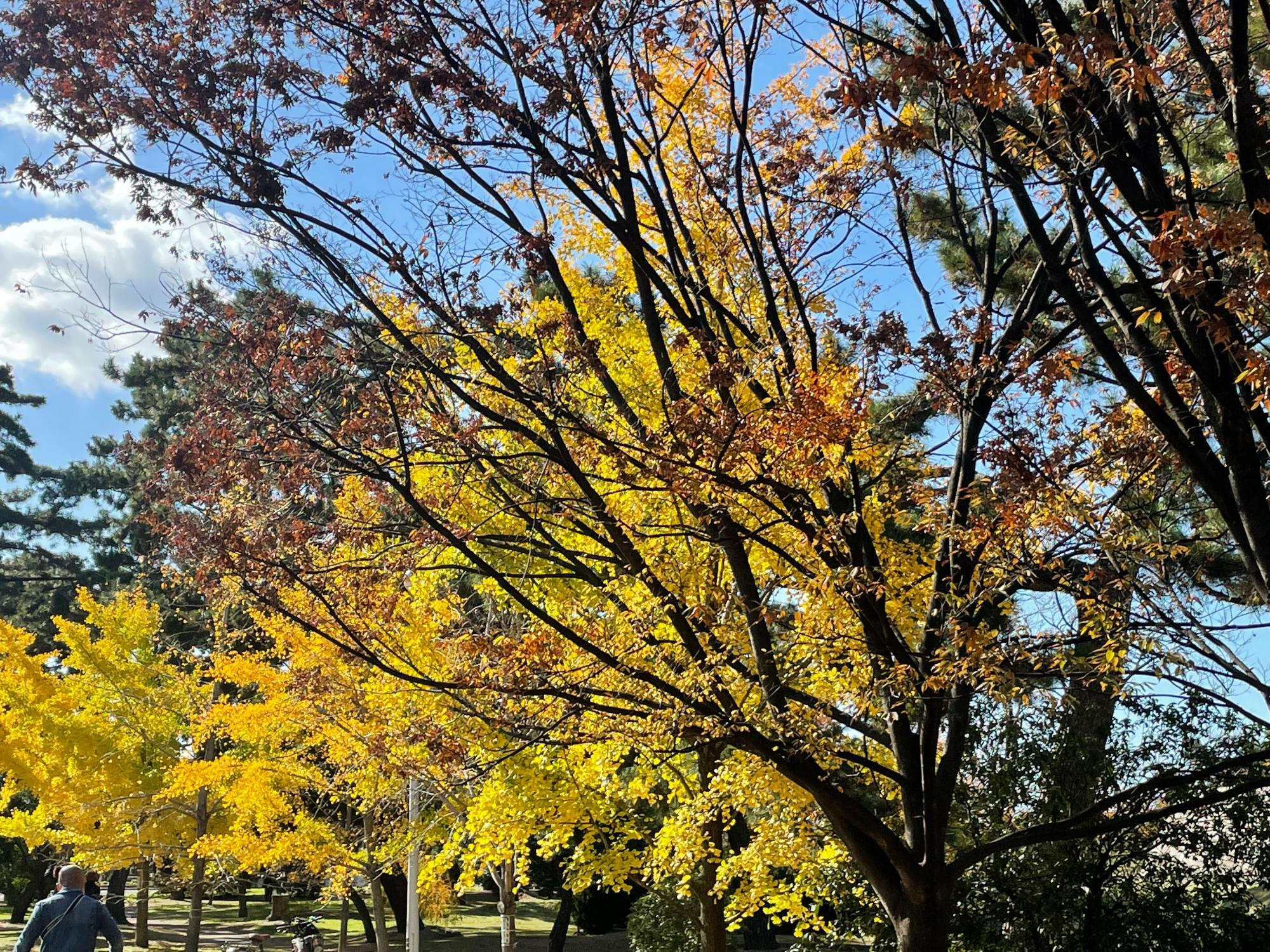 過去の浜寺公園の様子