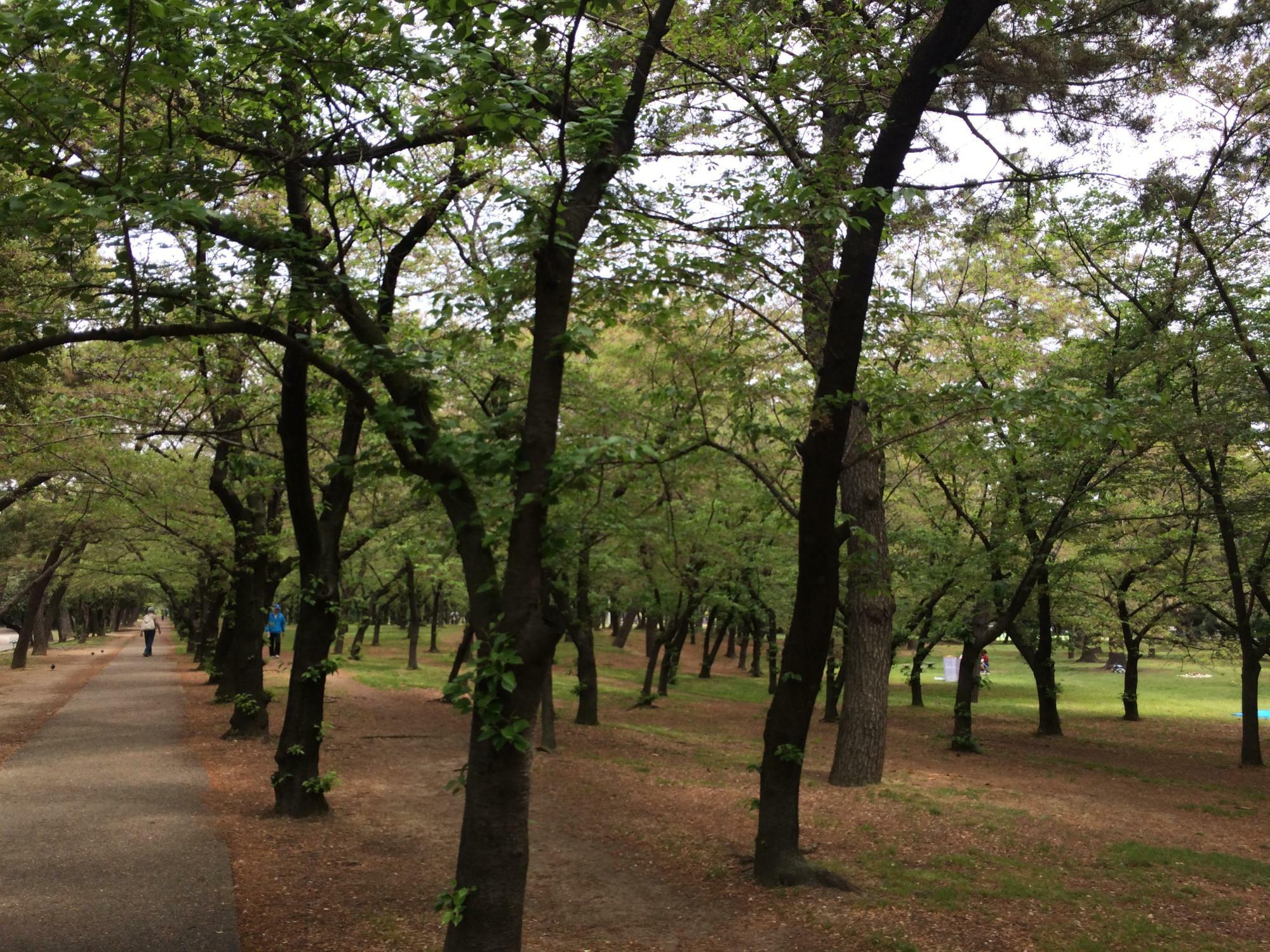 過去の浜寺公園の様子