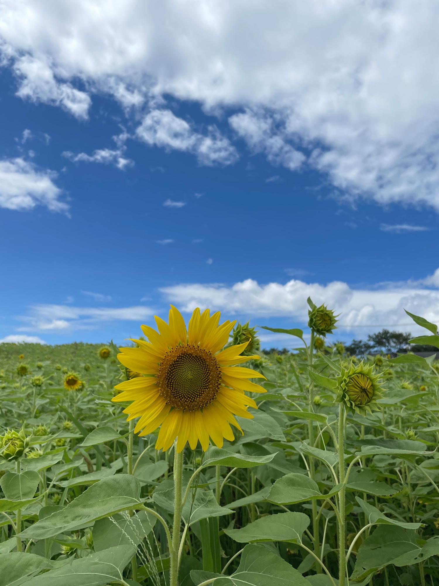 都城市】ひまわり畑は今が見頃！！噂の新スポット、ピンクの扉では幻想