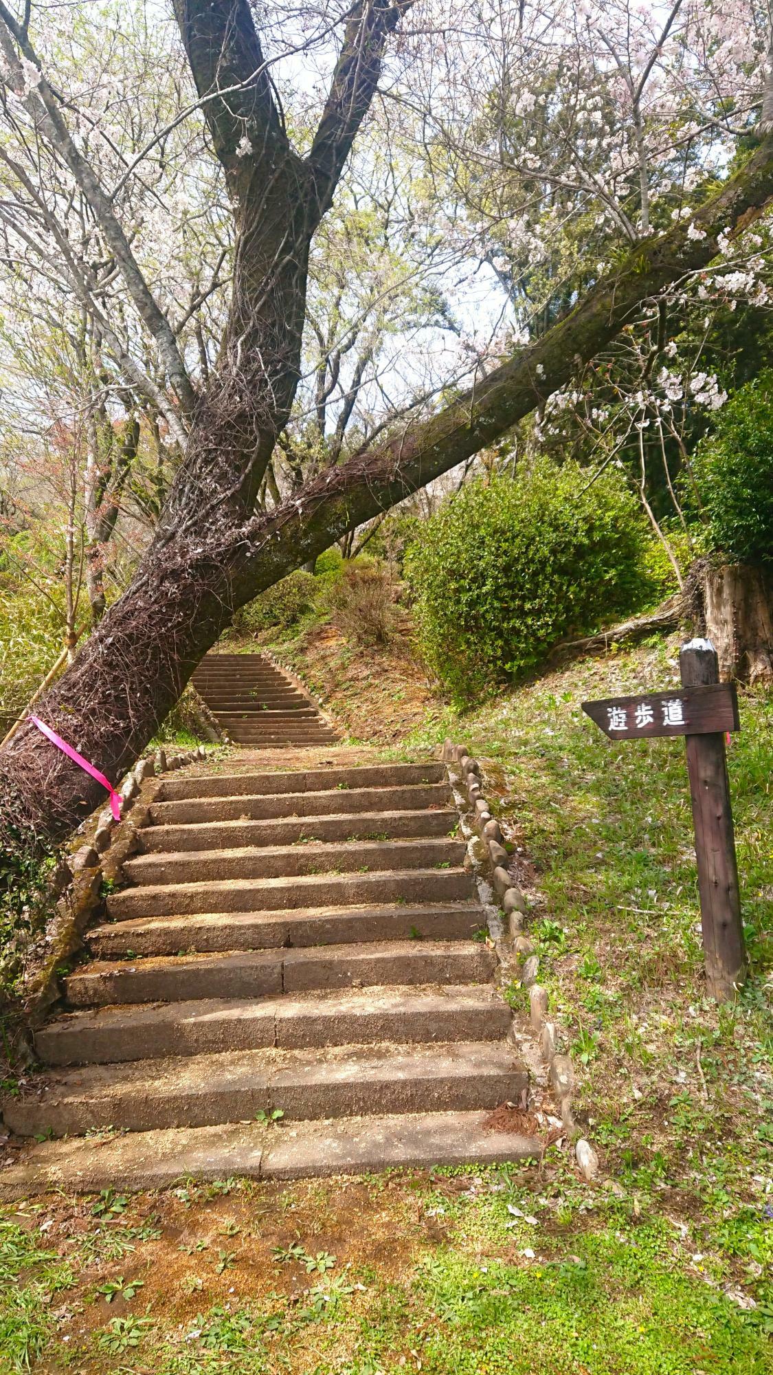 神社の階段の左側にある遊歩道入り口