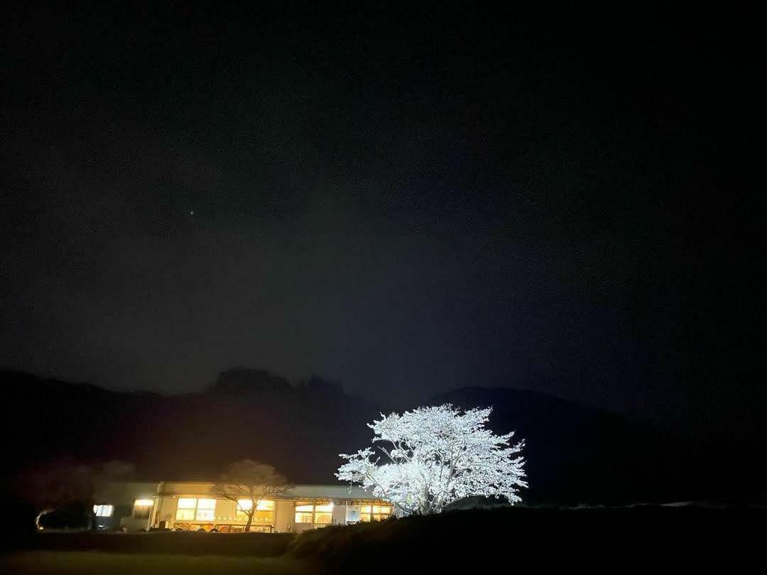 夜桜を見ながらキャンプ。（画像提供：ながたんち）