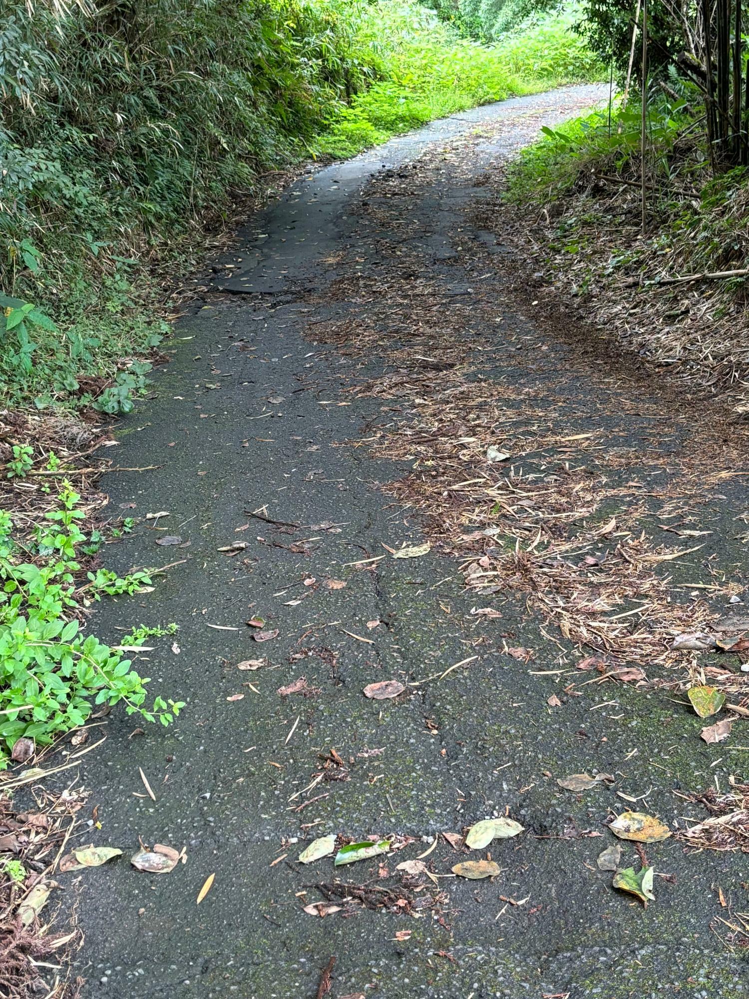 自然を感じながらも歩きやすい山道