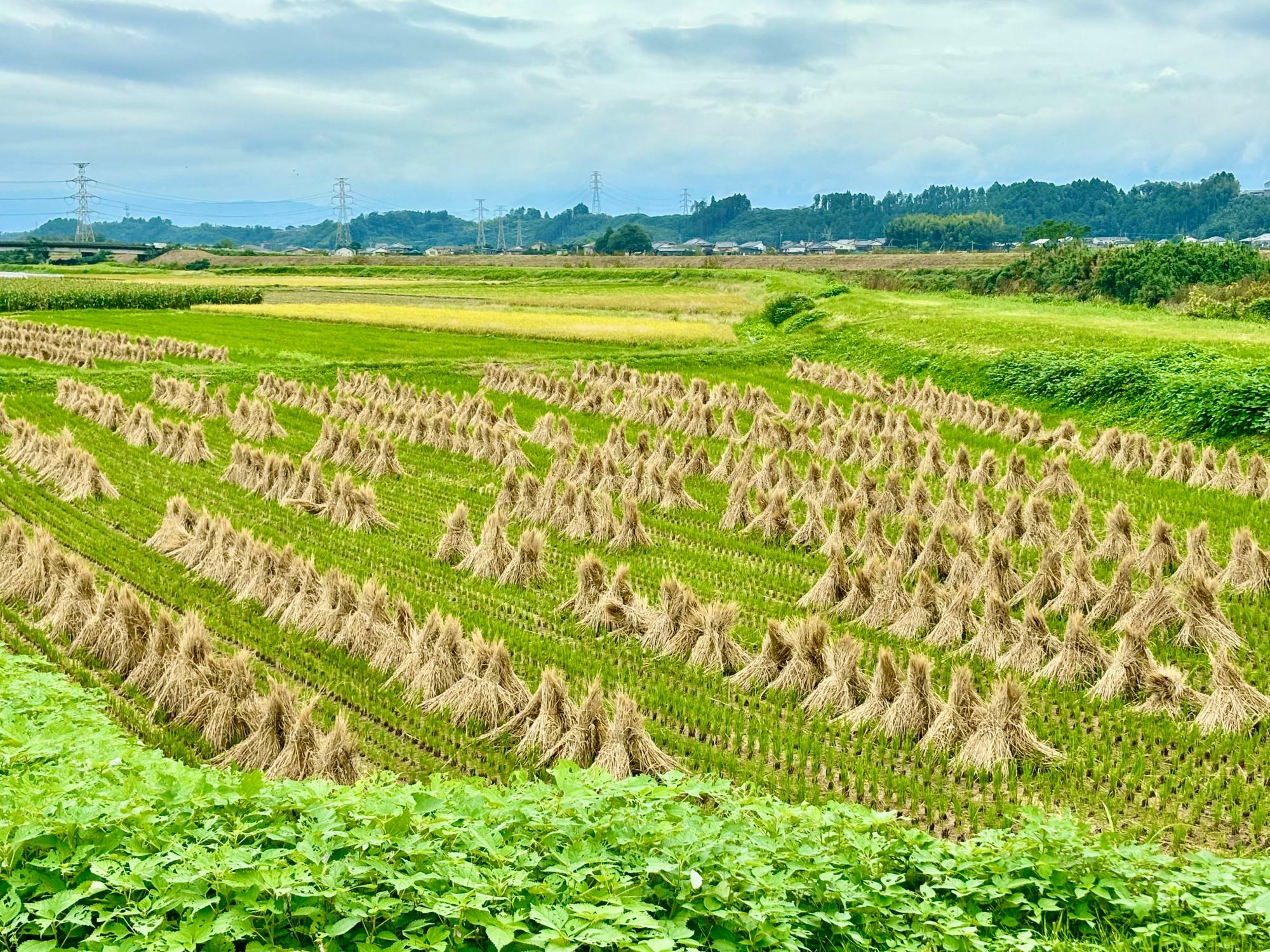 稲刈りの後