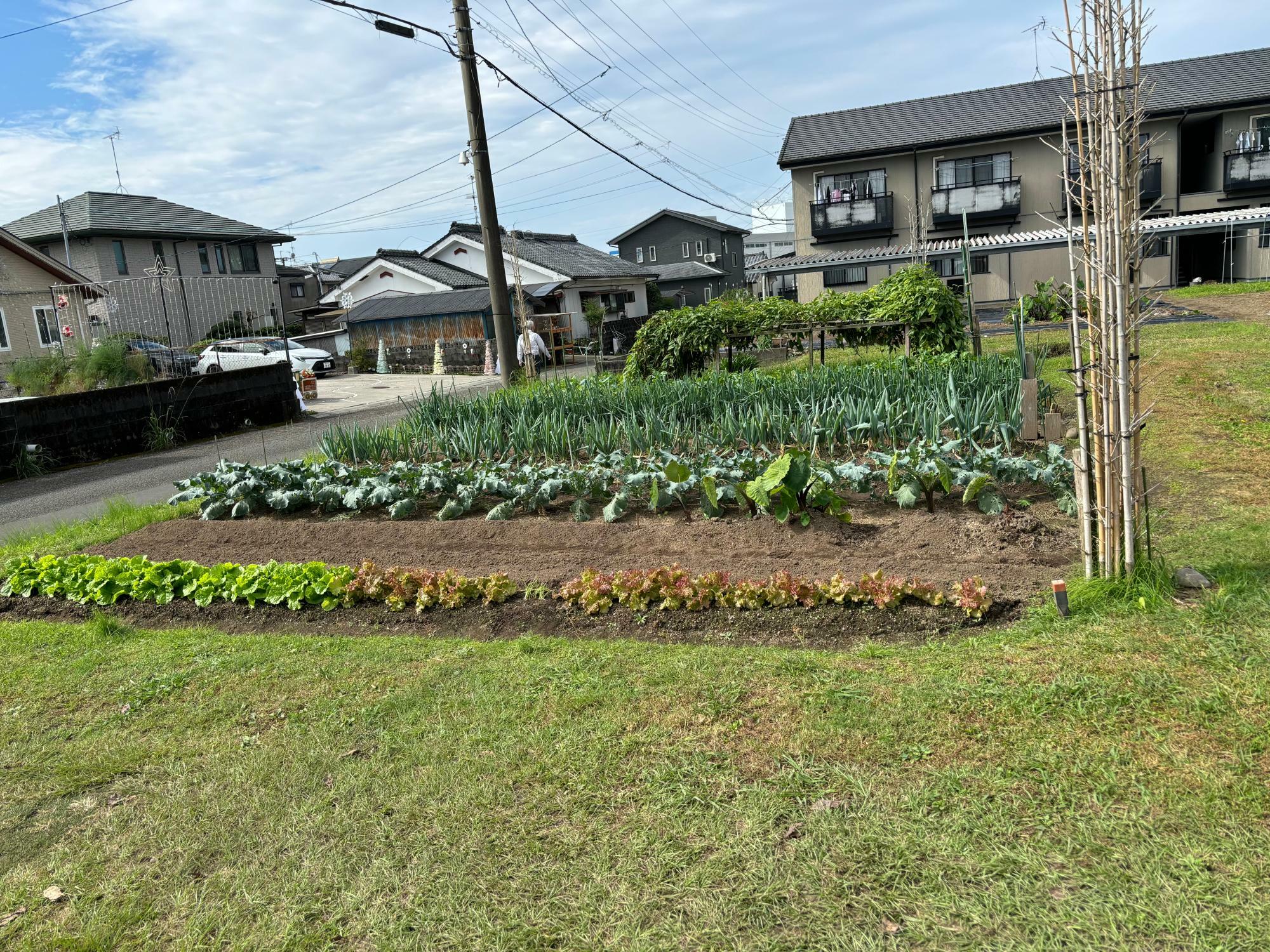 お店の横にある菜園