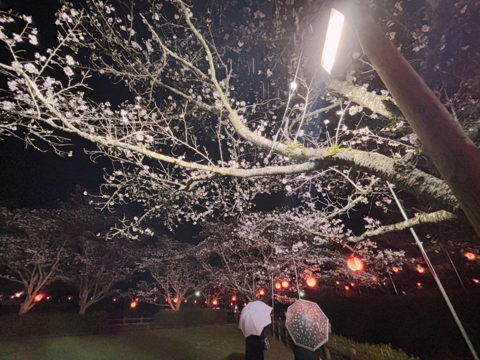 けん玉　夜桜　球のみ Amazon.co.jp: 玉の穴は大きい25mm_ストライプ_滑り止め大皿