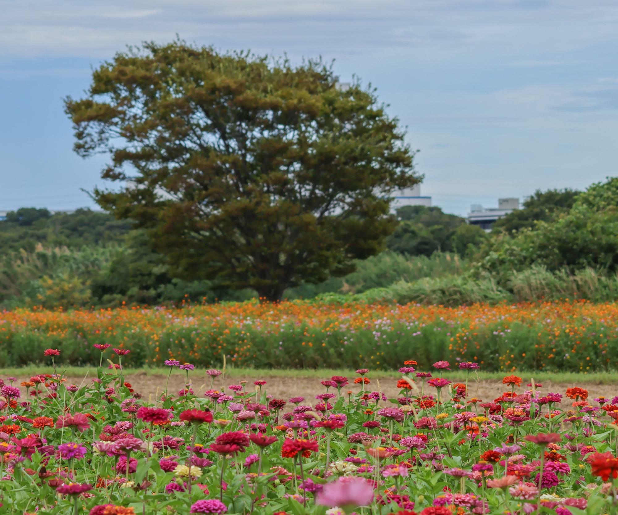 2023年8月29日（火）の「イシックス馬入のお花畑」の様子