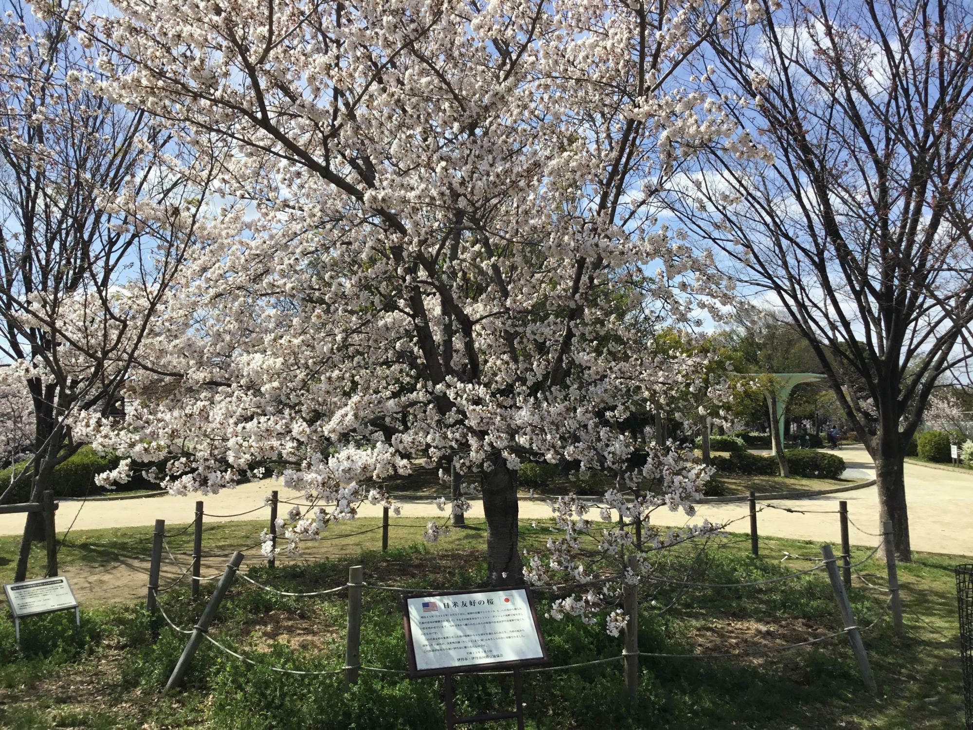 瑞ケ池公園内にある「日米友好の桜」※2022年4月1日撮影