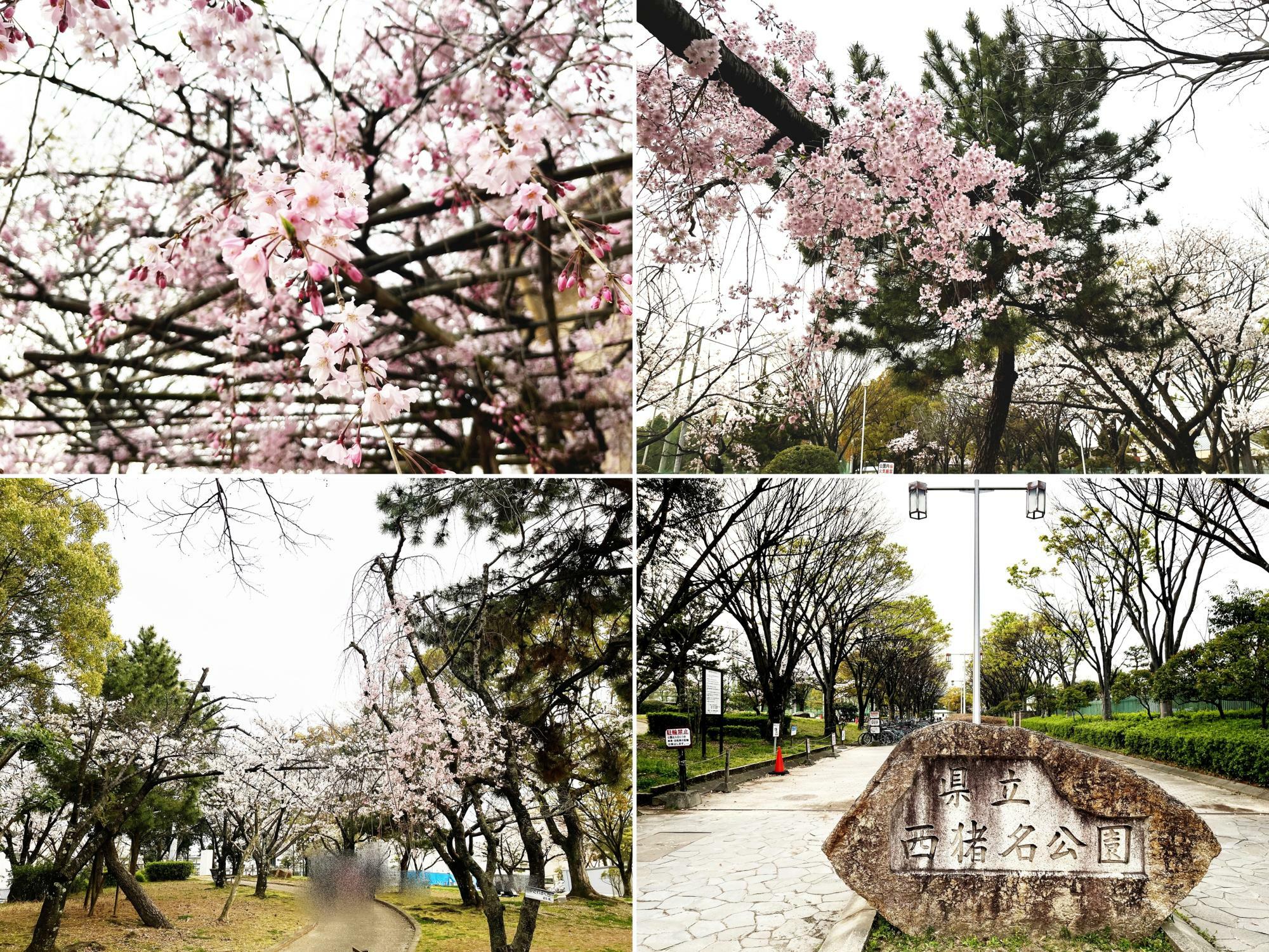 西猪名公園の桜 ※2024年4月7日撮影