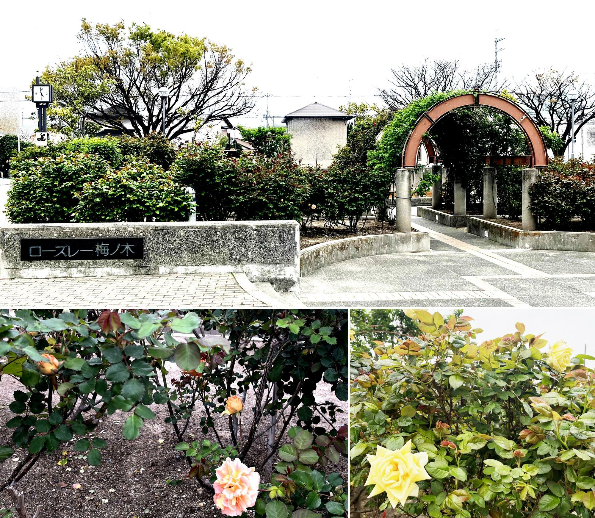 阪急新伊丹駅西出口目の前にある公園「ローズレー梅ノ木」※2024年4月6日撮影
