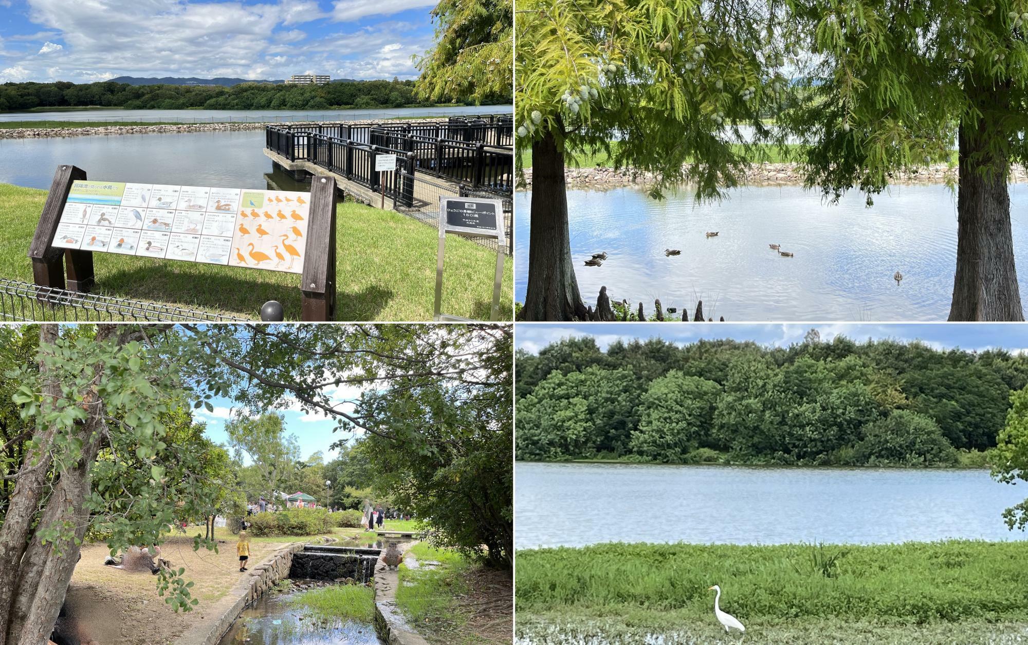 ITAMI GREENJAM’24の開催地となる緑豊かな「昆陽池公園」