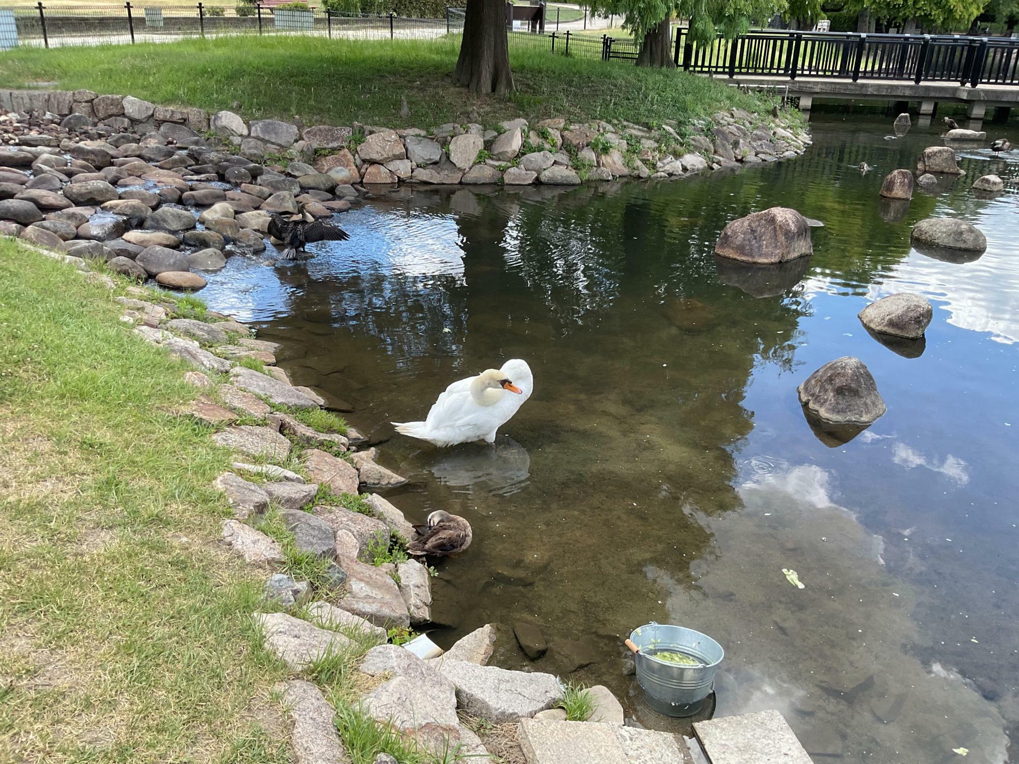 昆陽池公園