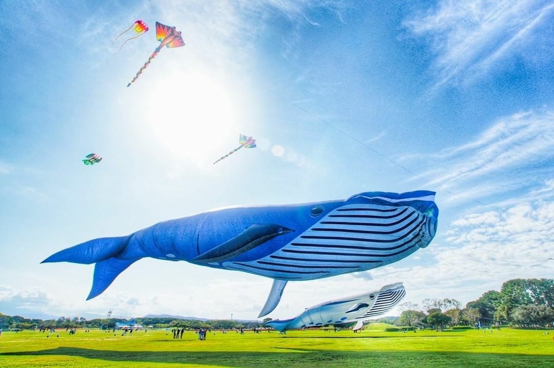 巨大なクジラのバルーンも空を舞う「うみなか凧揚げフェスティバル」＜※提供画像＞