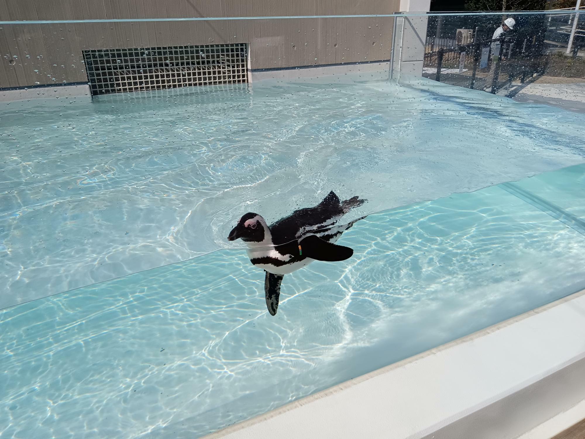 新エリア「ペンギンビーチ」のプールで泳ぐペンギン