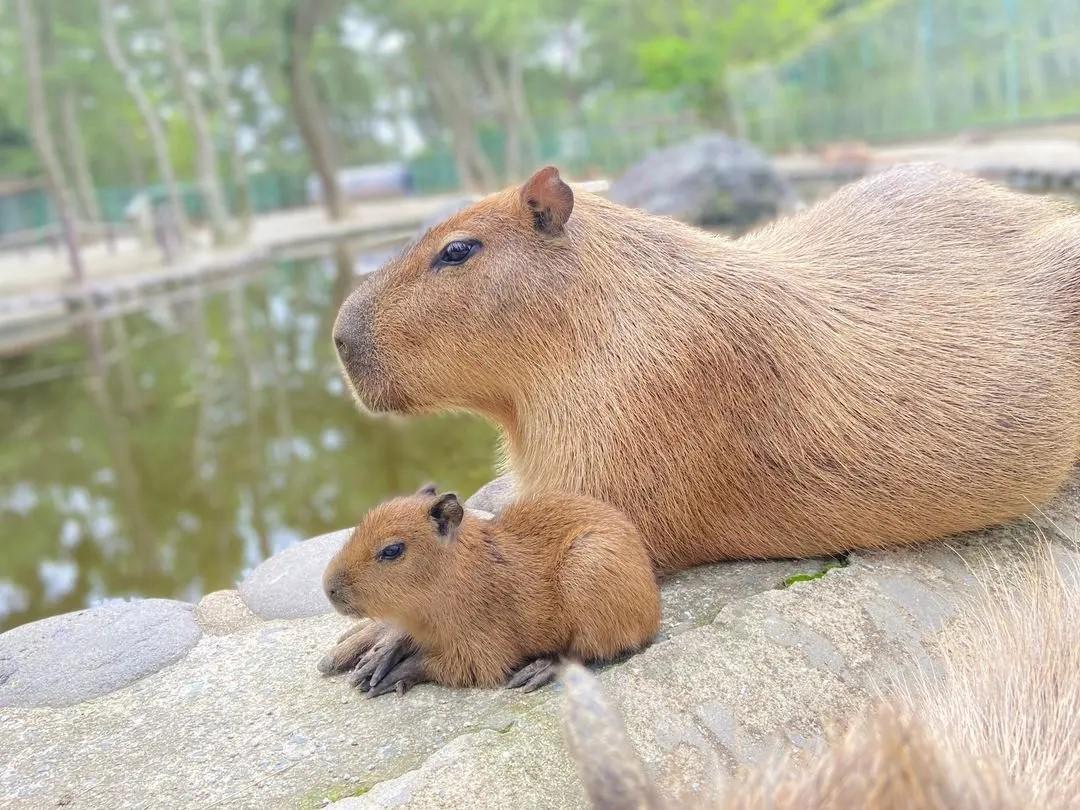 「動物の森」＜画像提供：海の中道海浜公園＞