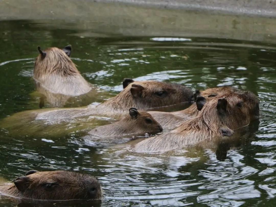 「動物の森」＜画像提供：海の中道海浜公園＞