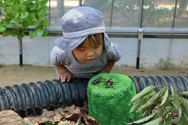 「動物の森」で行われる「カブトムシハウス」＜画像提供：海の中道海浜公園＞