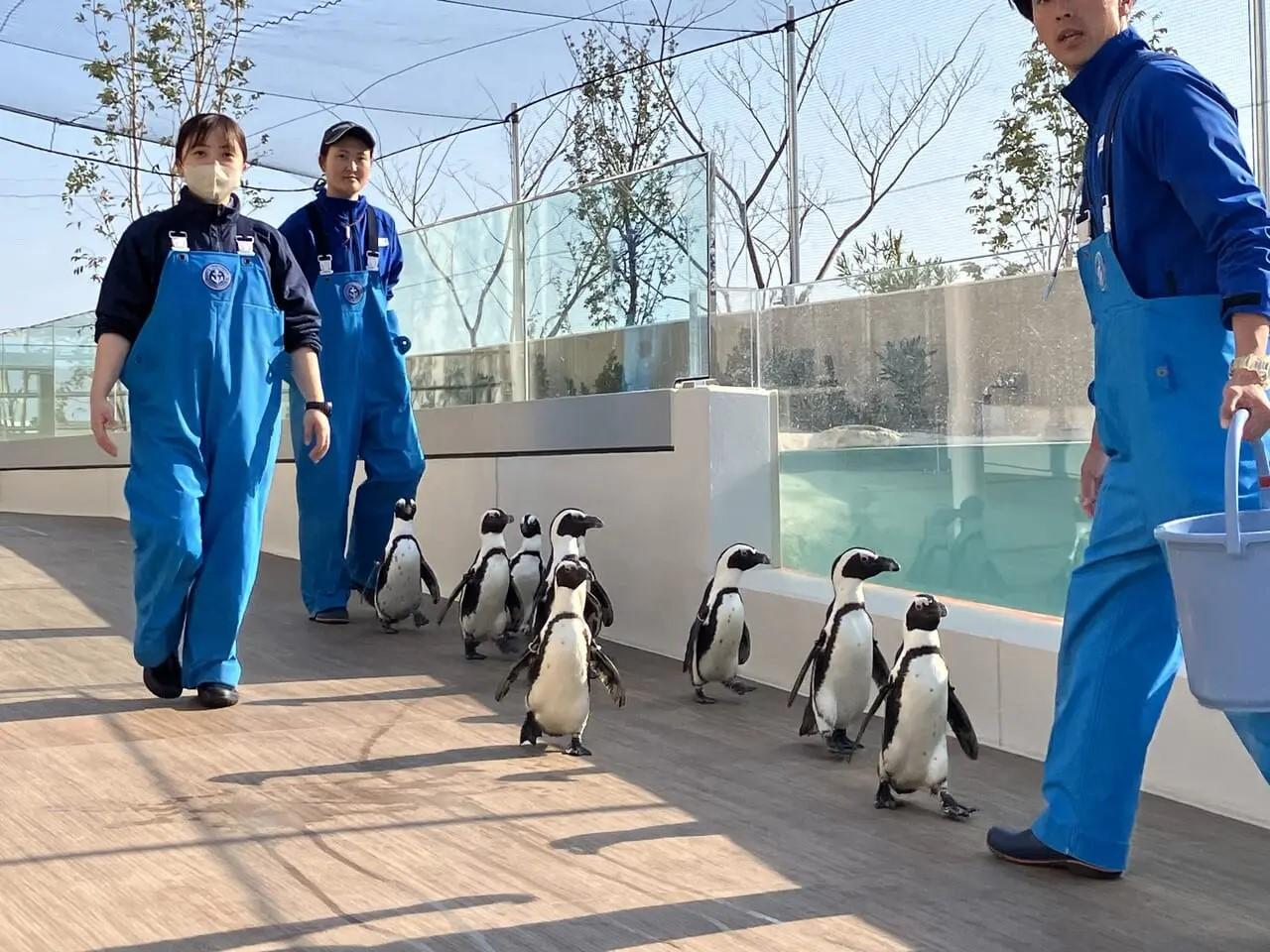 小屋へ帰る姿も近くで見れる「おやすみペンギン」（時間限定）＜画像提供：マリンワールド海の中道＞