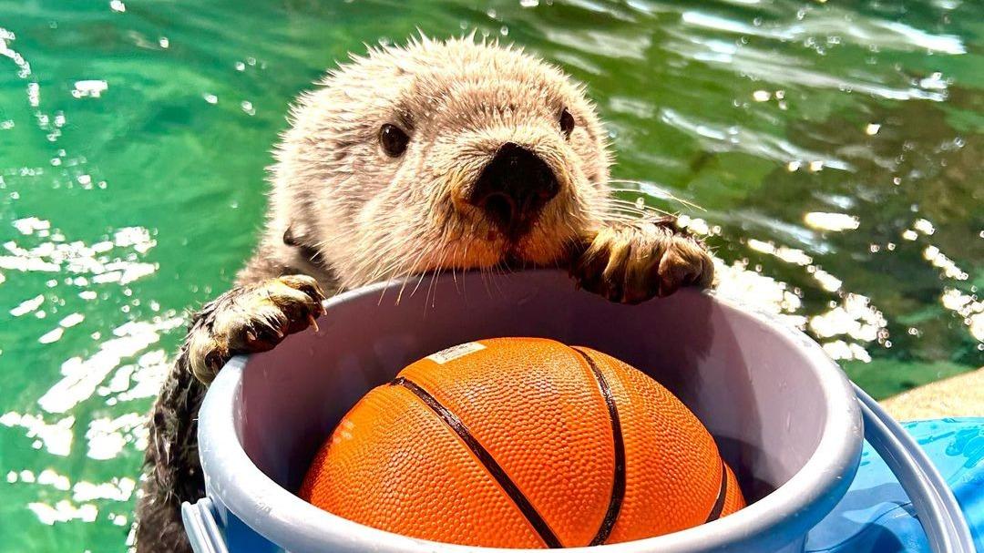 マリンワールド 海の中道 / ラッコ / リロ 3月30日（土）はラッコのリロの誕生日会を実施します。終了しました