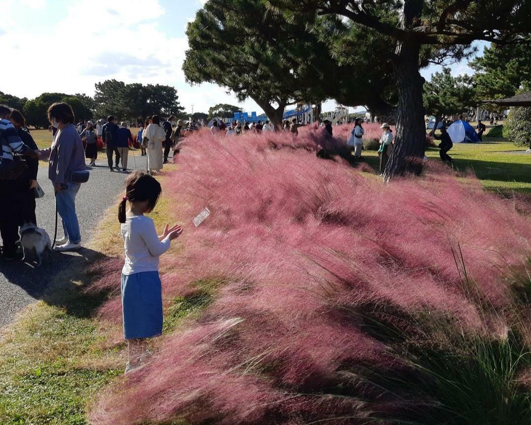 規模：1,080株（450平方メートル）、場所：彩りの花壇＜画像提供：海の中道海浜公園＞