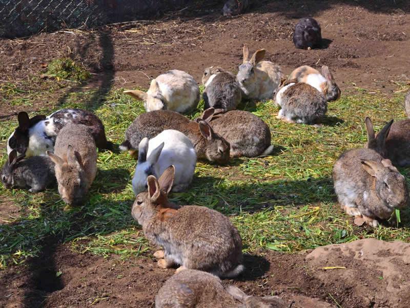 ミニ動物園には、うさぎ・ヤギなどの動物がいます＜画像提供:のこのしまアイランドパーク＞