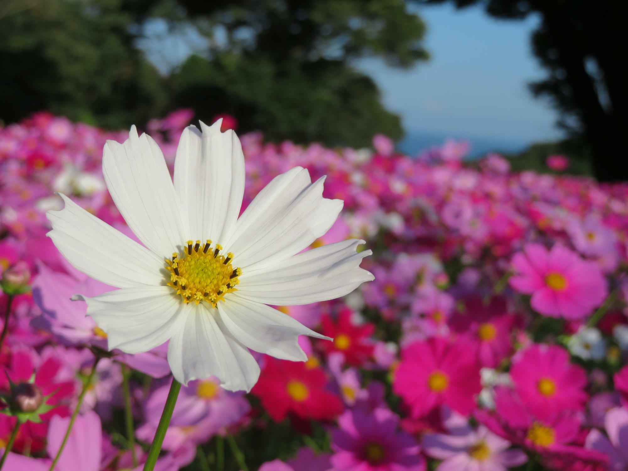 のこのしまアイランドパークでは、四季折々の花々を楽しめます＜画像提供:のこのしまアイランドパーク＞