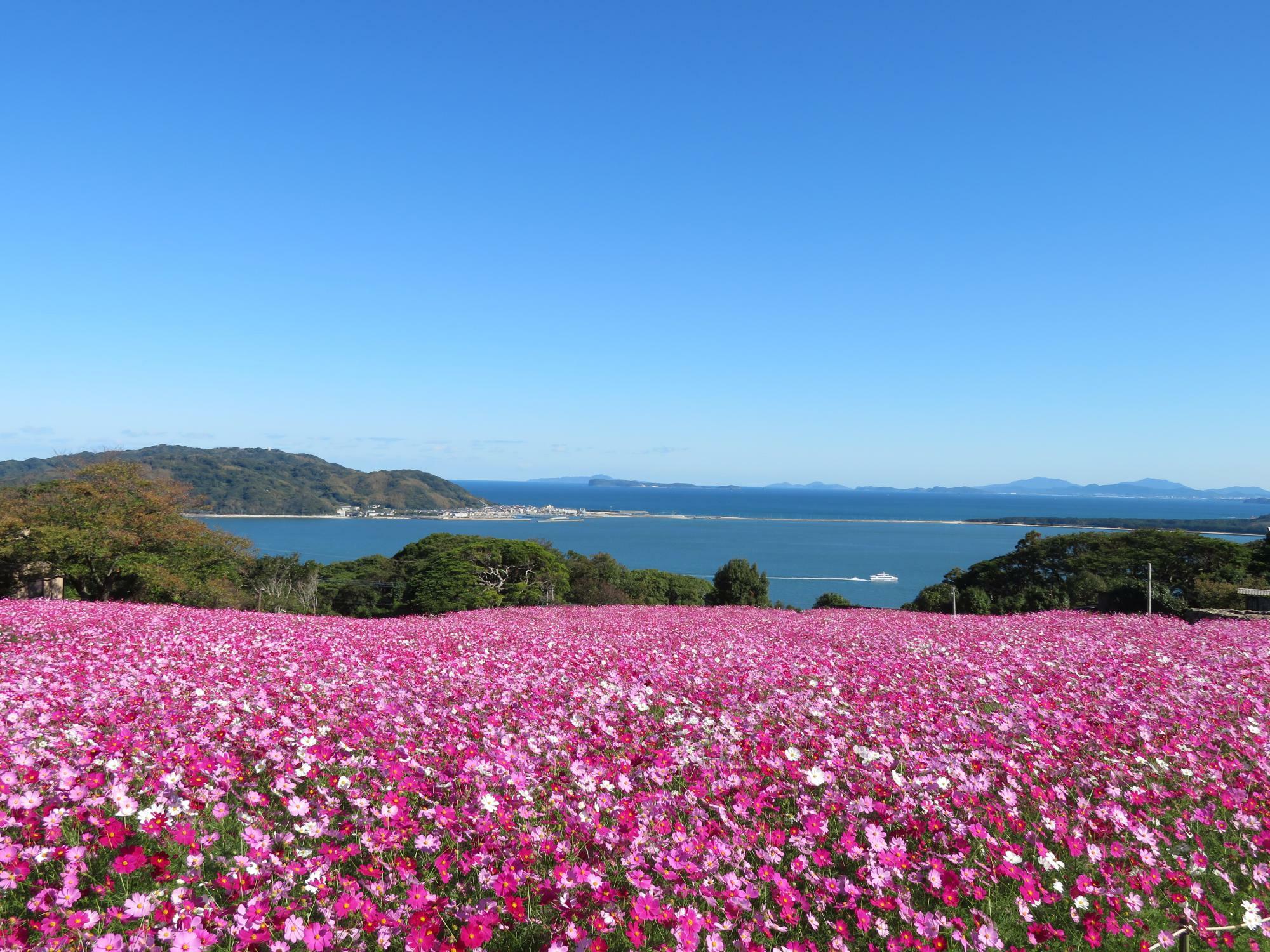 約50万本の早咲きコスモス（10月上旬～10月下旬）＜画像提供:のこのしまアイランドパーク＞